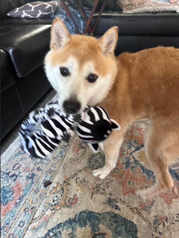 Enlarge Wiz, a Adoptable Shiba Inu in Toms River, NJ image 1/6