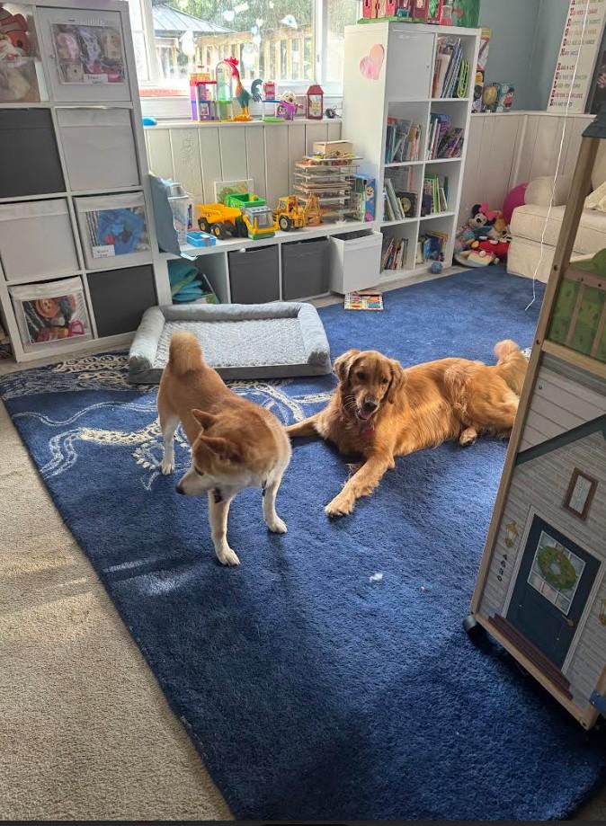 Enlarge Wiz, a Adoptable Shiba Inu in Toms River, NJ image 2/6