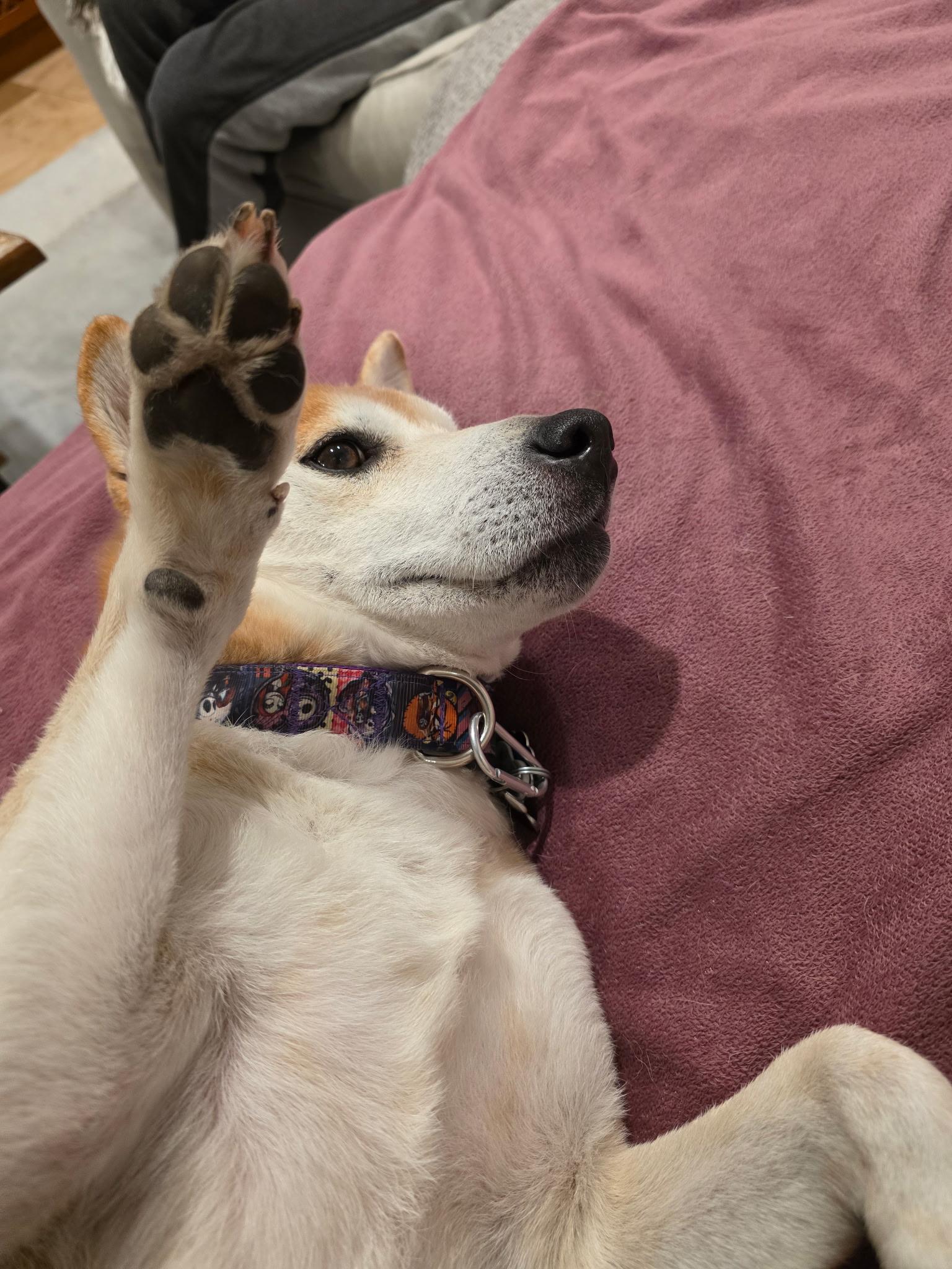 Enlarge Wiz, a Adoptable Shiba Inu in Toms River, NJ image 3/6