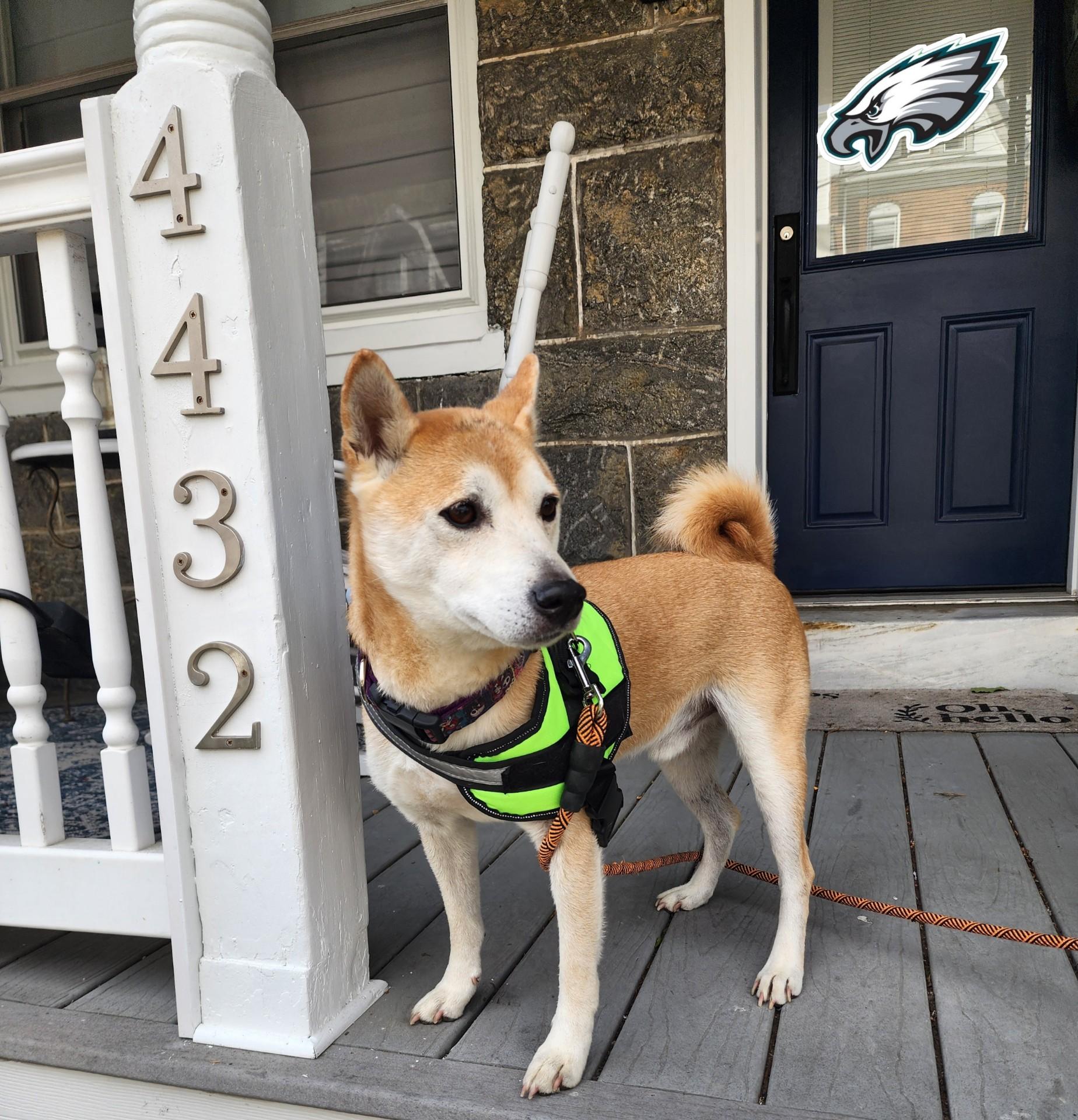 Enlarge Wiz, a Adoptable Shiba Inu in Toms River, NJ image 5/6