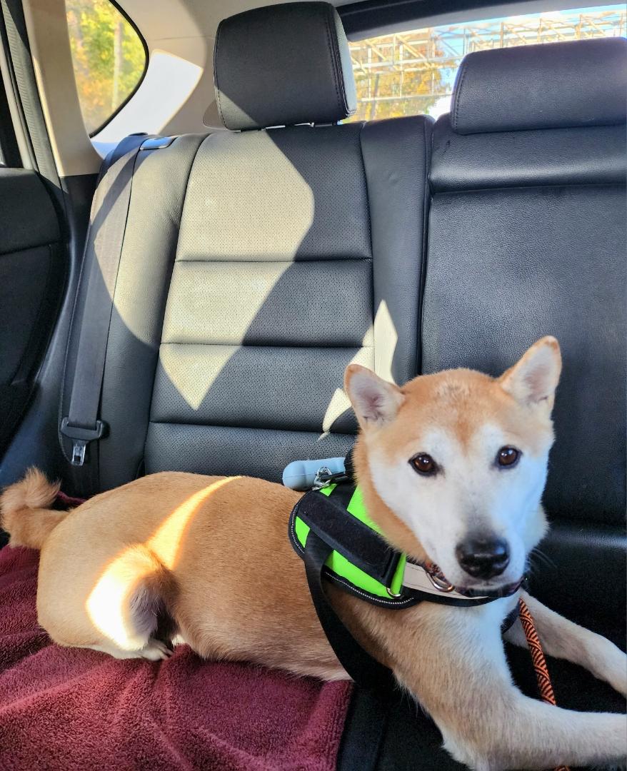 Enlarge Wiz, a Adoptable Shiba Inu in Toms River, NJ image 6/6