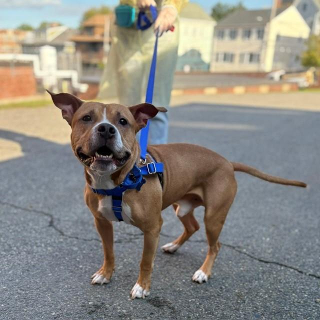 ROKO, Adoptable, Adult Male Pit Bull Terrier.
