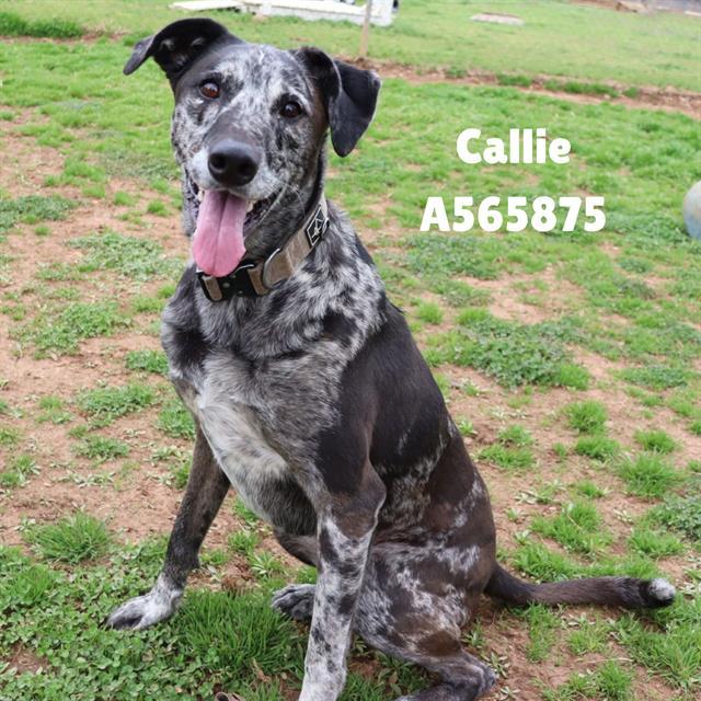 CALLIE, Adoptable, Adult Female Australian Shepherd & Mixed Breed.