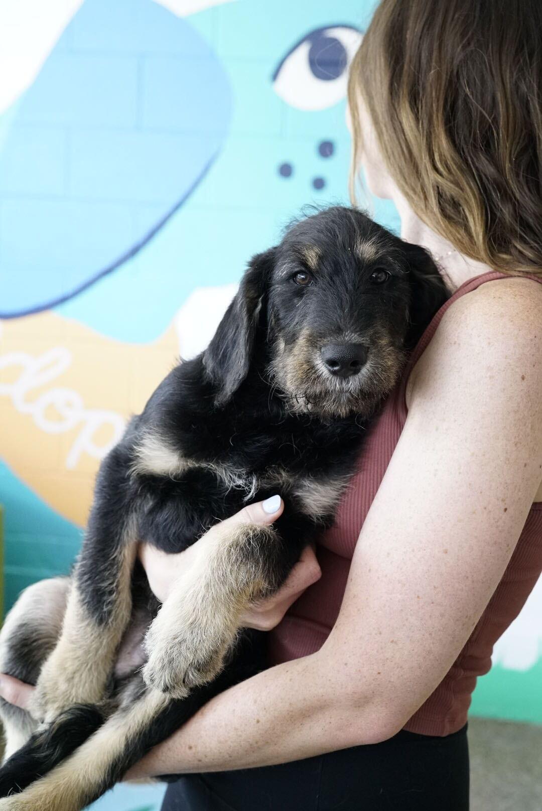 Enlarge Luxe, an adopted mixed breed in Pasadena, CA image 3/4