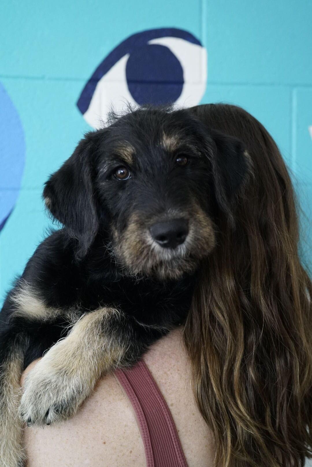 Enlarge Luxe, an adopted mixed breed in Pasadena, CA image 2/4
