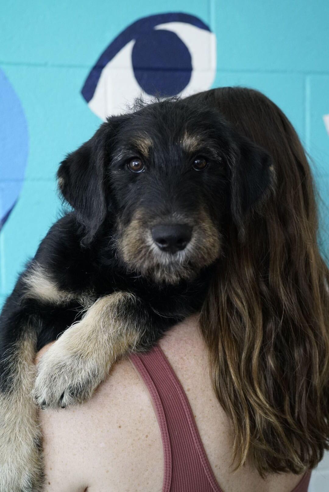 Enlarge Luxe, an adopted mixed breed in Pasadena, CA image 1/4