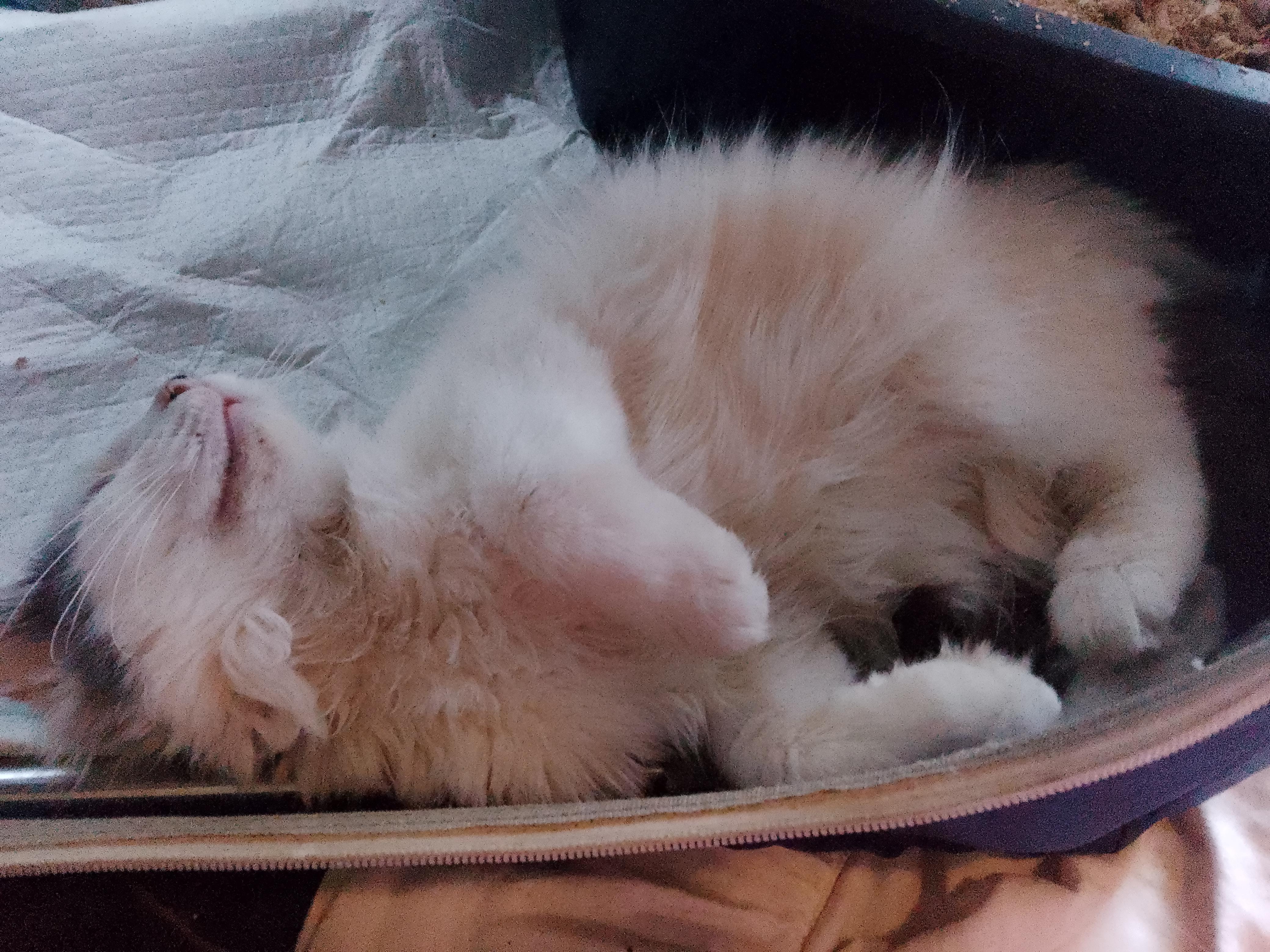 Dylan, ADOPTABLE, Young Male Domestic Long Hair.