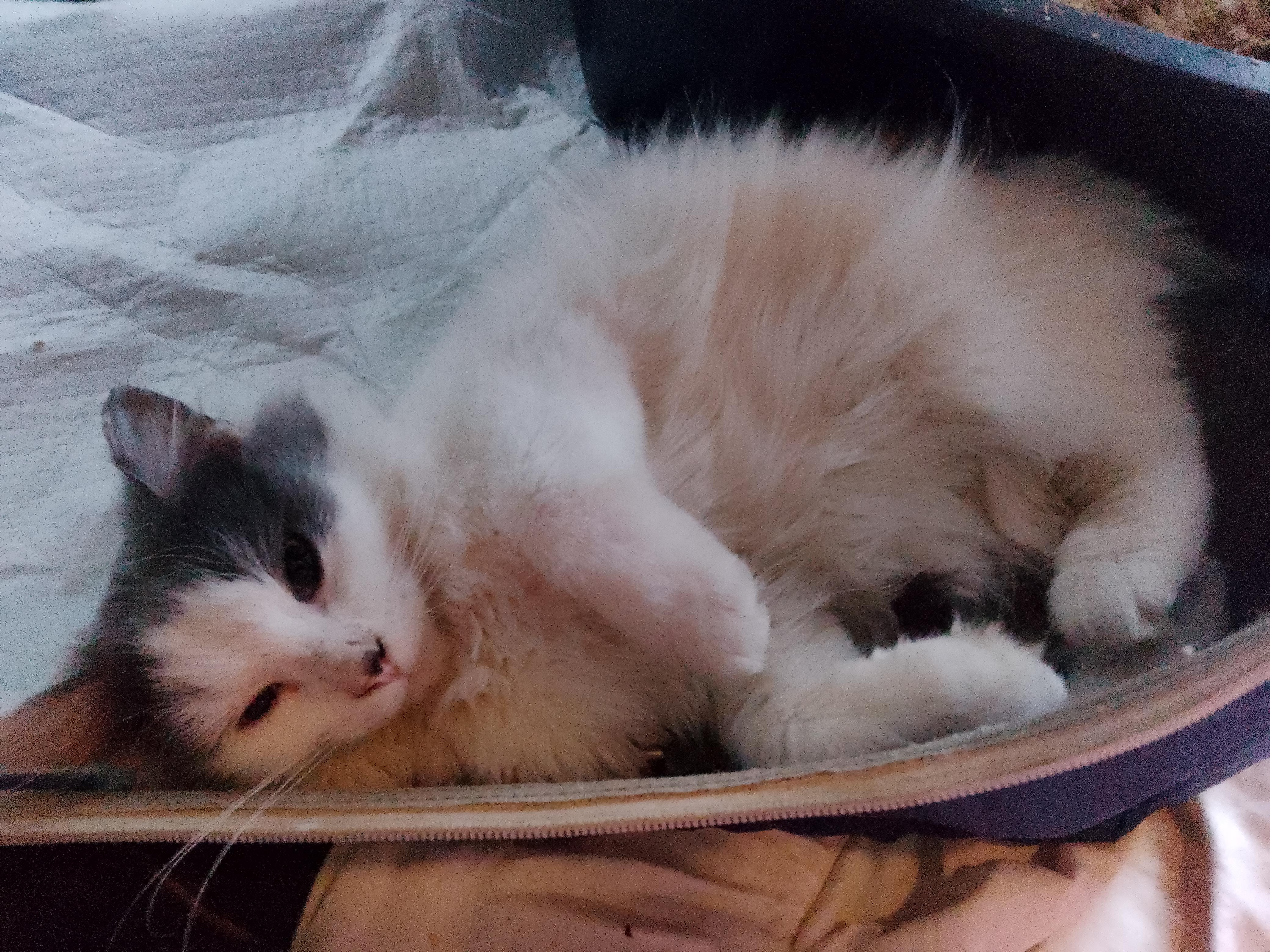 Enlarge Dylan, a ADOPTABLE Domestic Long Hair in Woodland, CA image 2/5