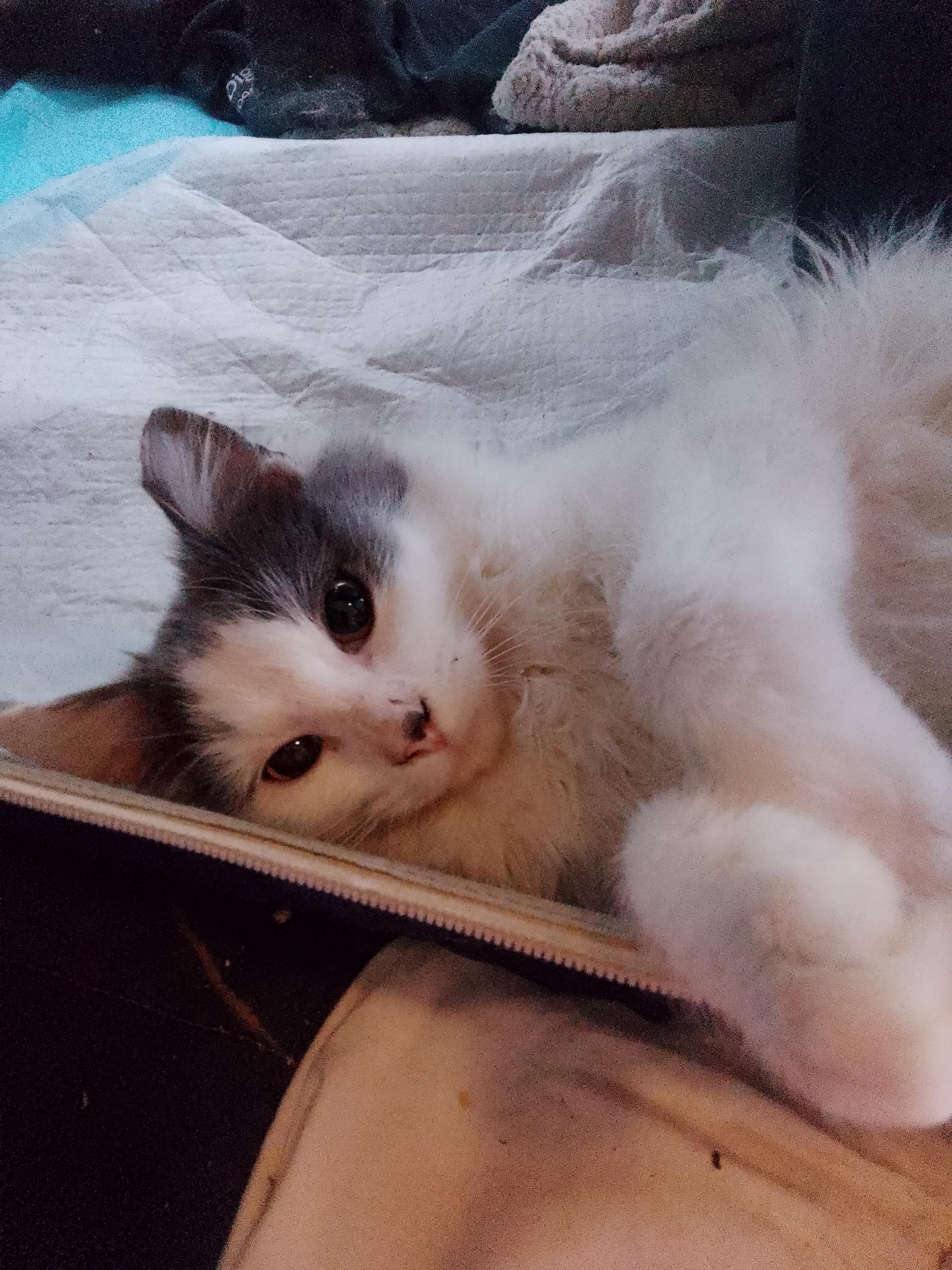 Enlarge Dylan, a ADOPTABLE Domestic Long Hair in Woodland, CA image 3/5