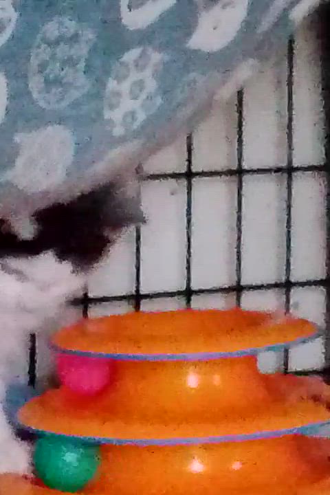 Enlarge Dylan, a ADOPTABLE Domestic Long Hair in Woodland, CA video 4/5