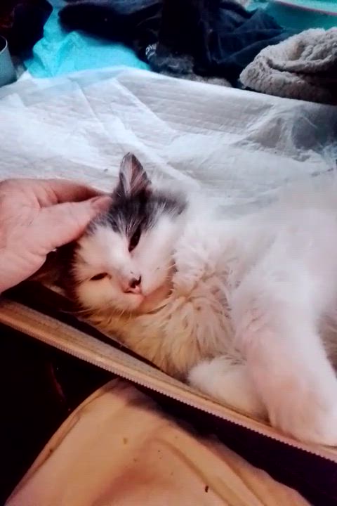 Enlarge Dylan, a ADOPTABLE Domestic Long Hair in Woodland, CA video 5/5