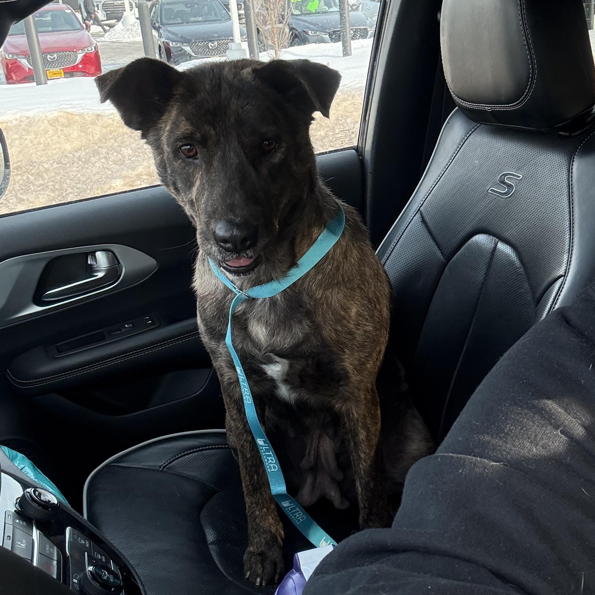 Enlarge Mable, a Adoptable mixed breed in Danbury, CT image 1/3