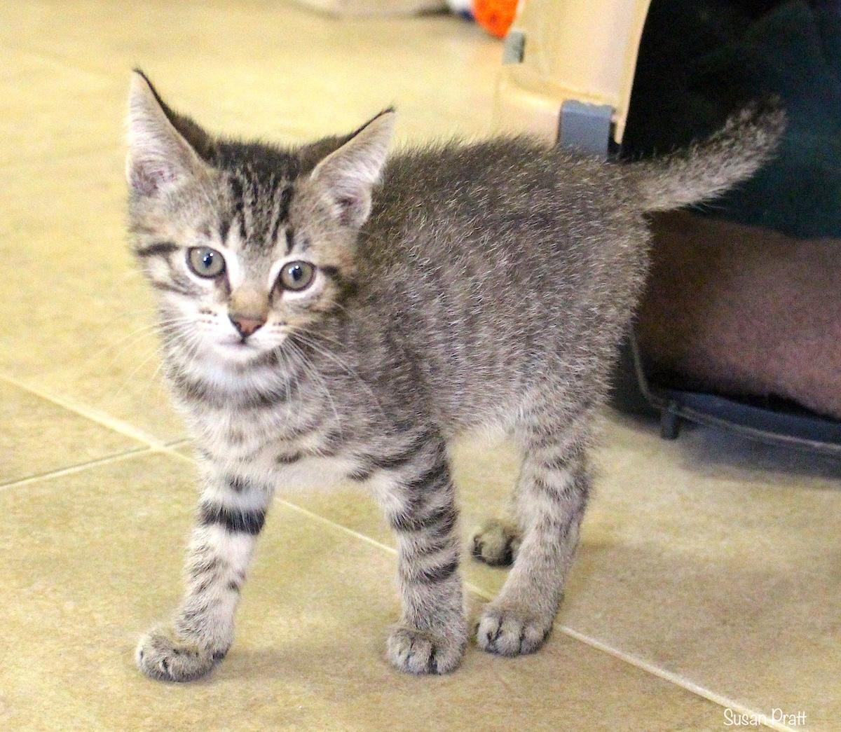Buzz Lightyear, Adoptable, Kitten Male Domestic Short Hair.