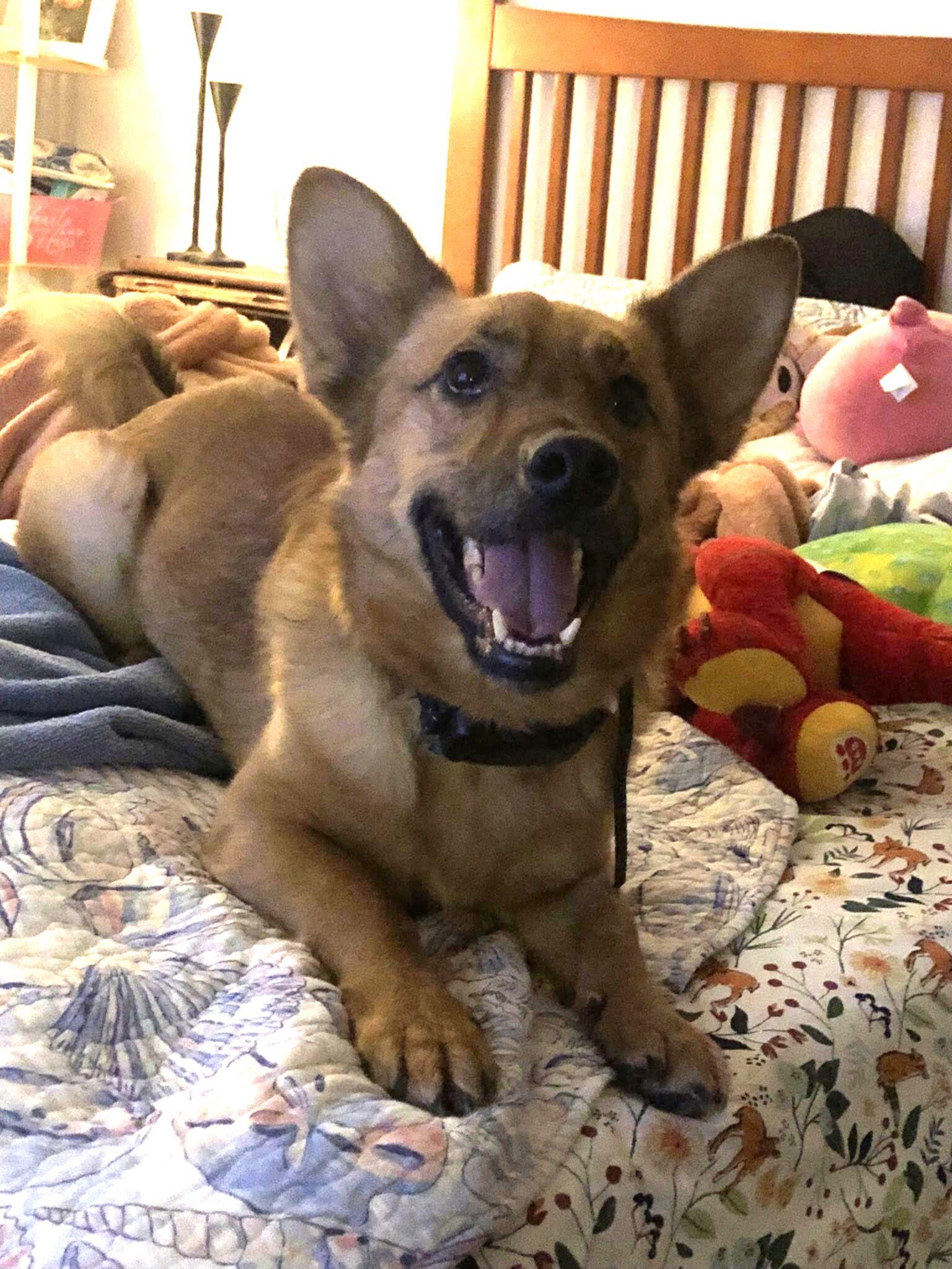 Alvin, Adopted, Adult Male Corgi & Shepherd.