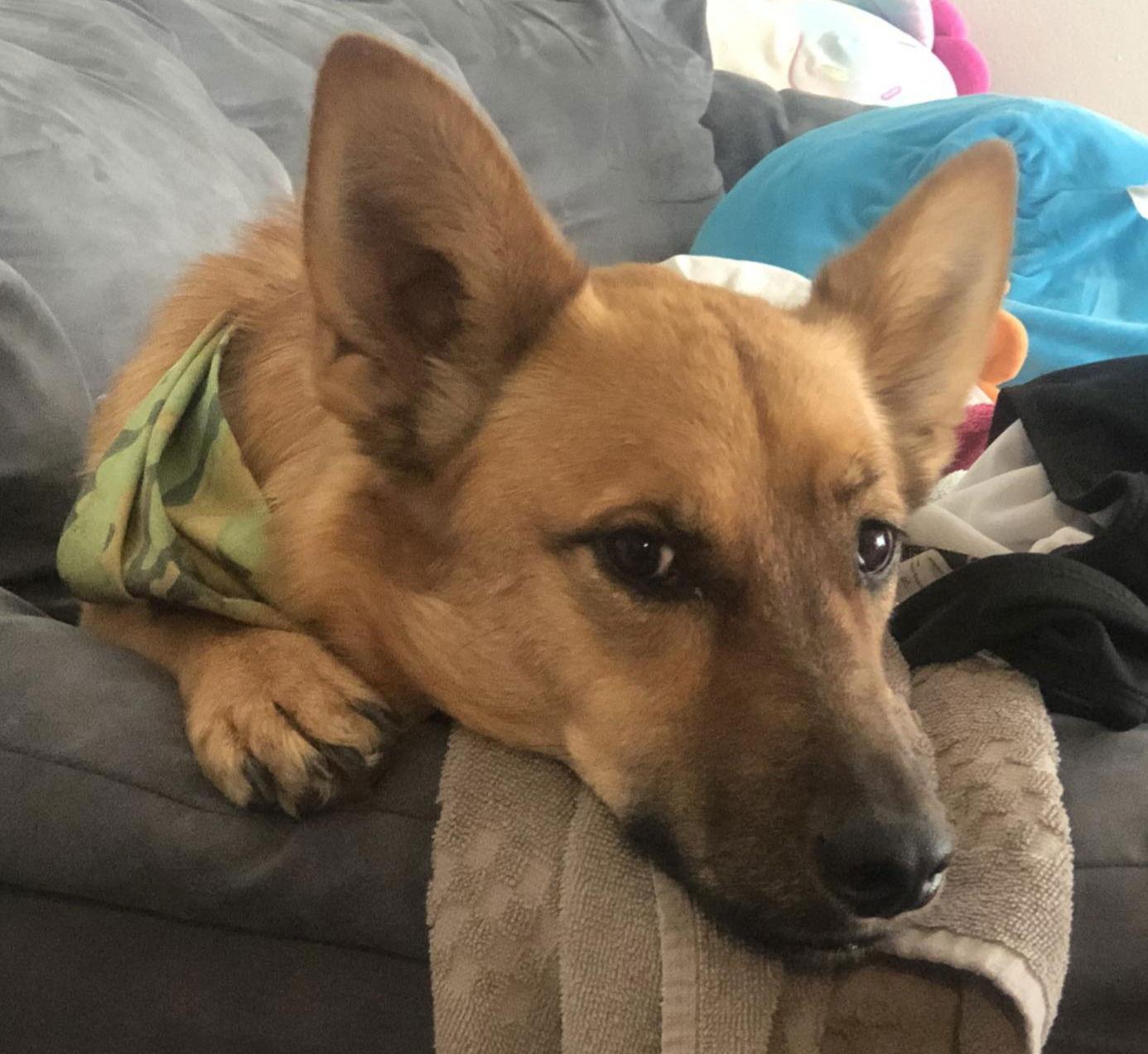 Enlarge Alvin, a Adopted mixed breed in Tucson, AZ image 2/2