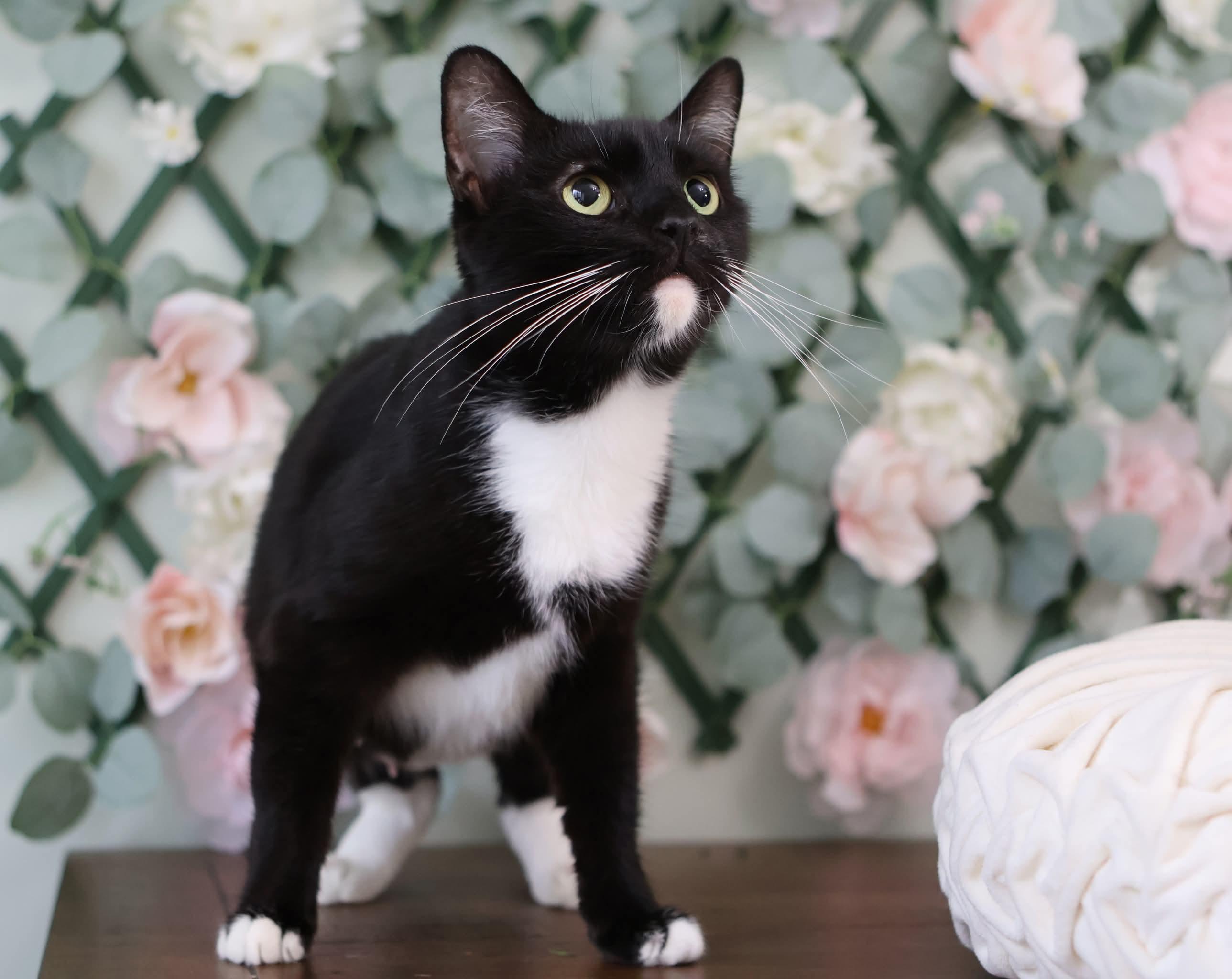 Enlarge Mistletoe, a ADOPTABLE Domestic Short Hair in Bensalem, PA image 2/2