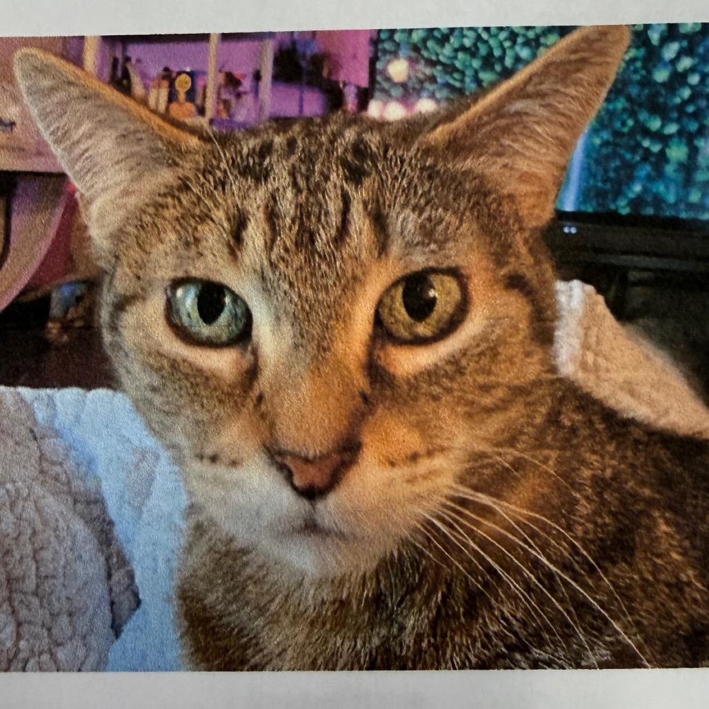 Celeste, Adoptable, Senior Female Domestic Short Hair.