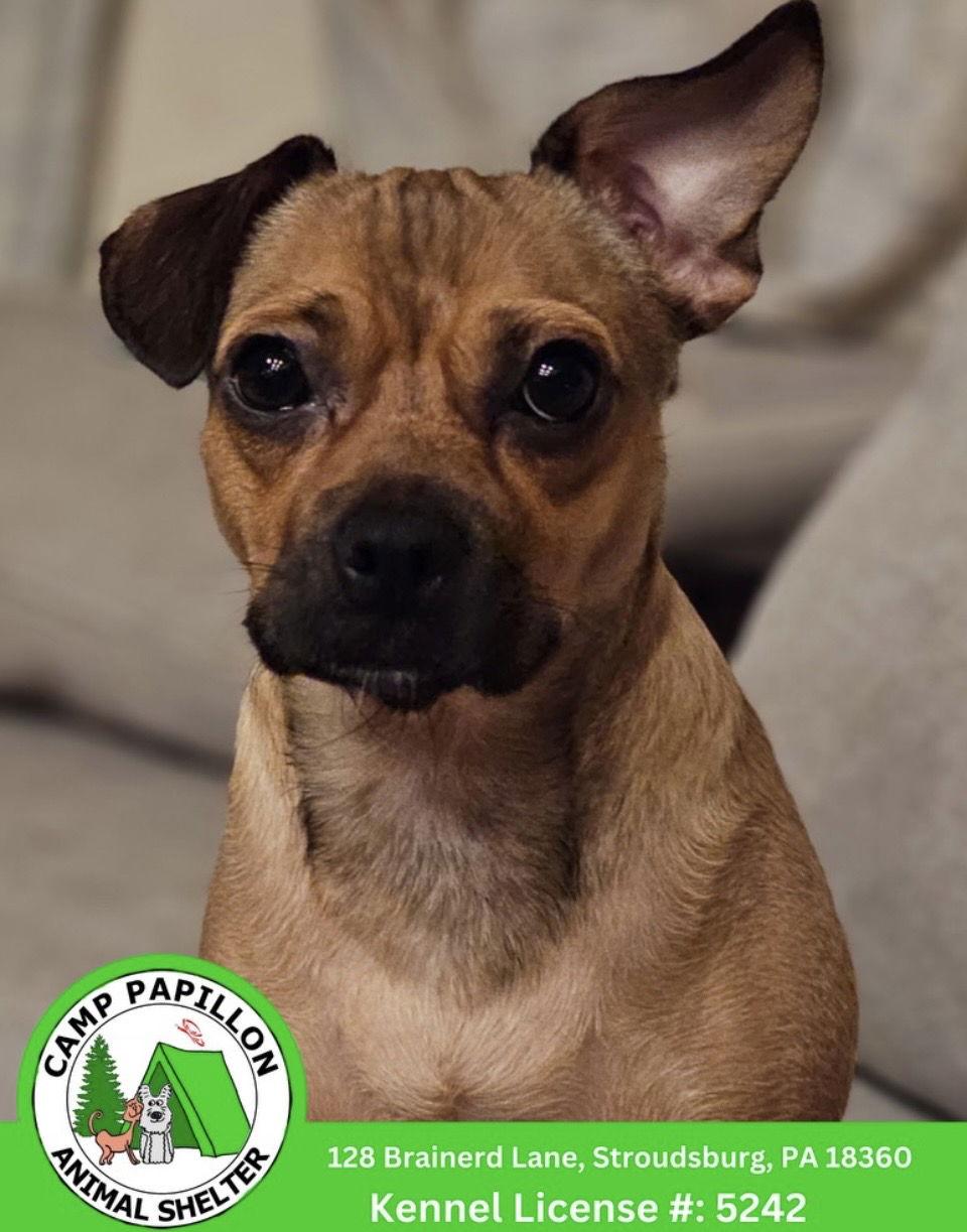 Maple, a Adoptable mixed breed in Stroudsburg, PA image 1/2