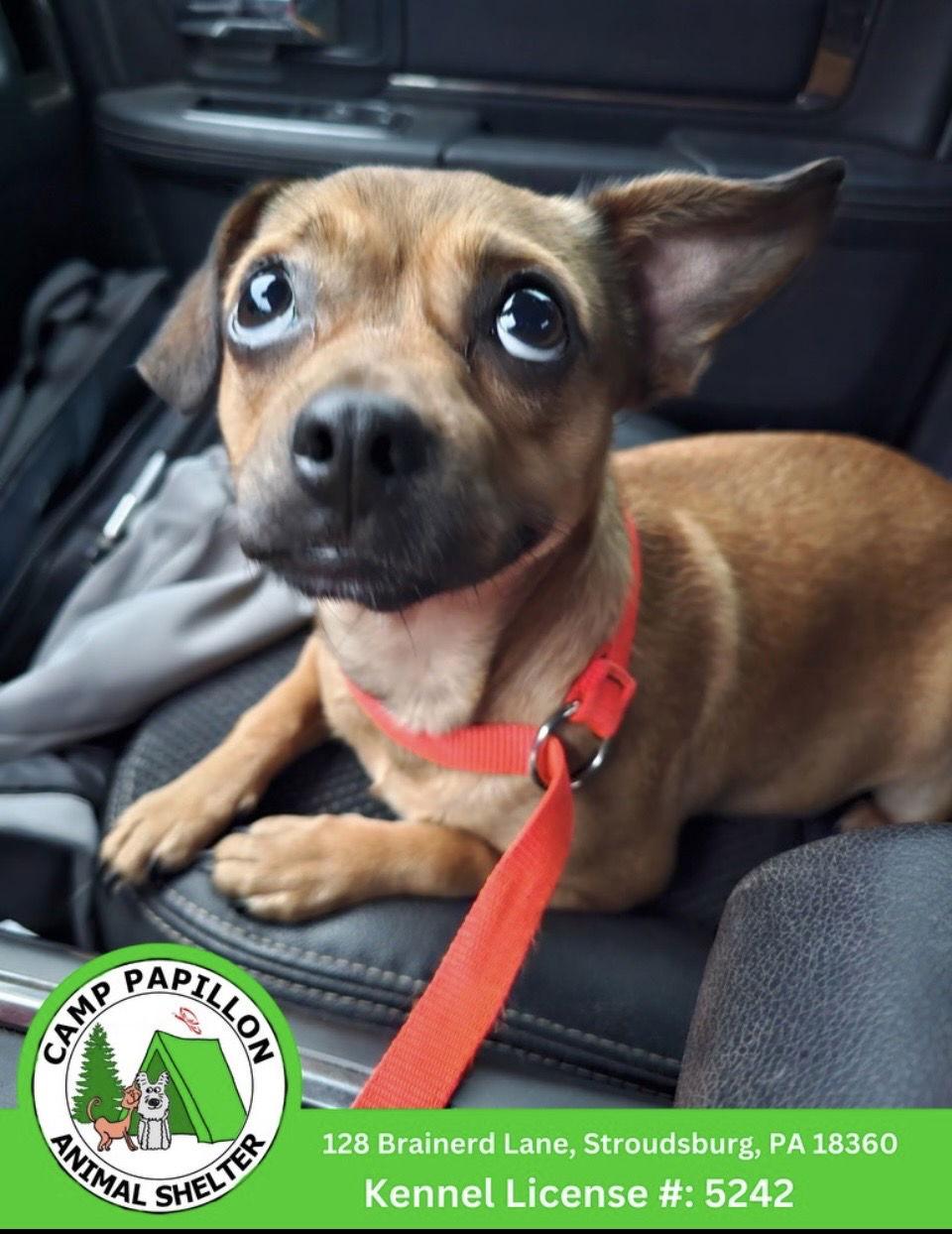 Maple, a Adoptable mixed breed in Stroudsburg, PA image 2/2