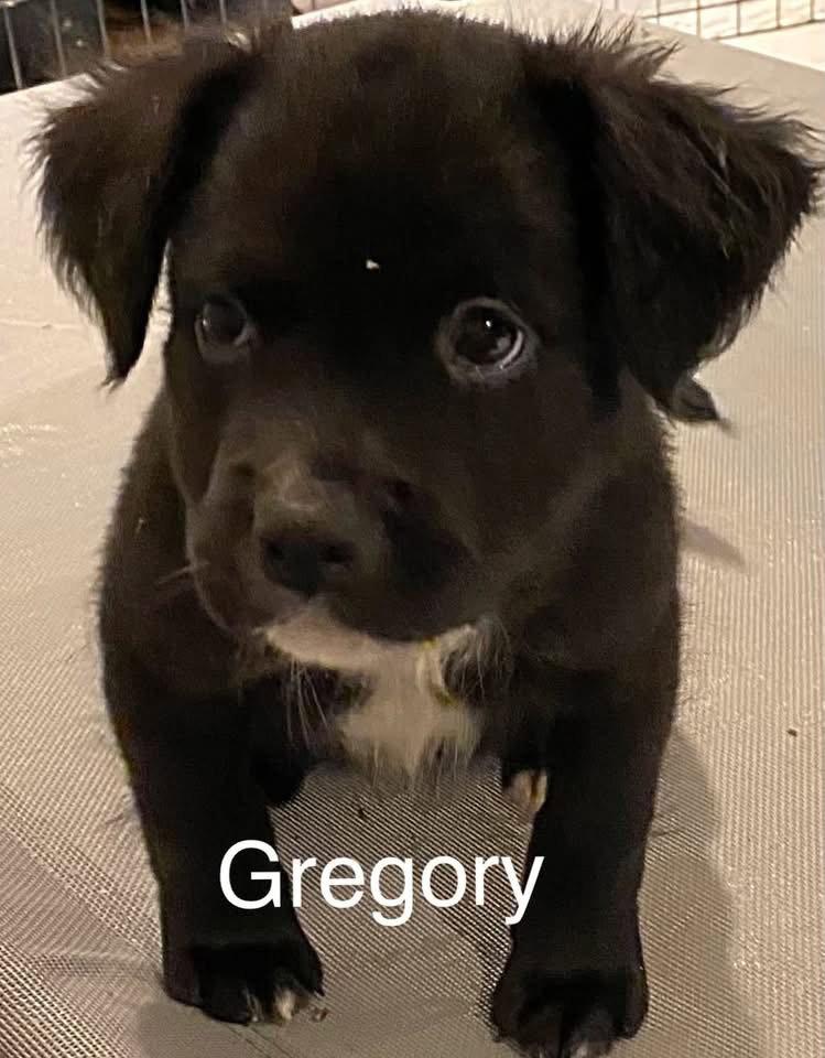Gregory photo