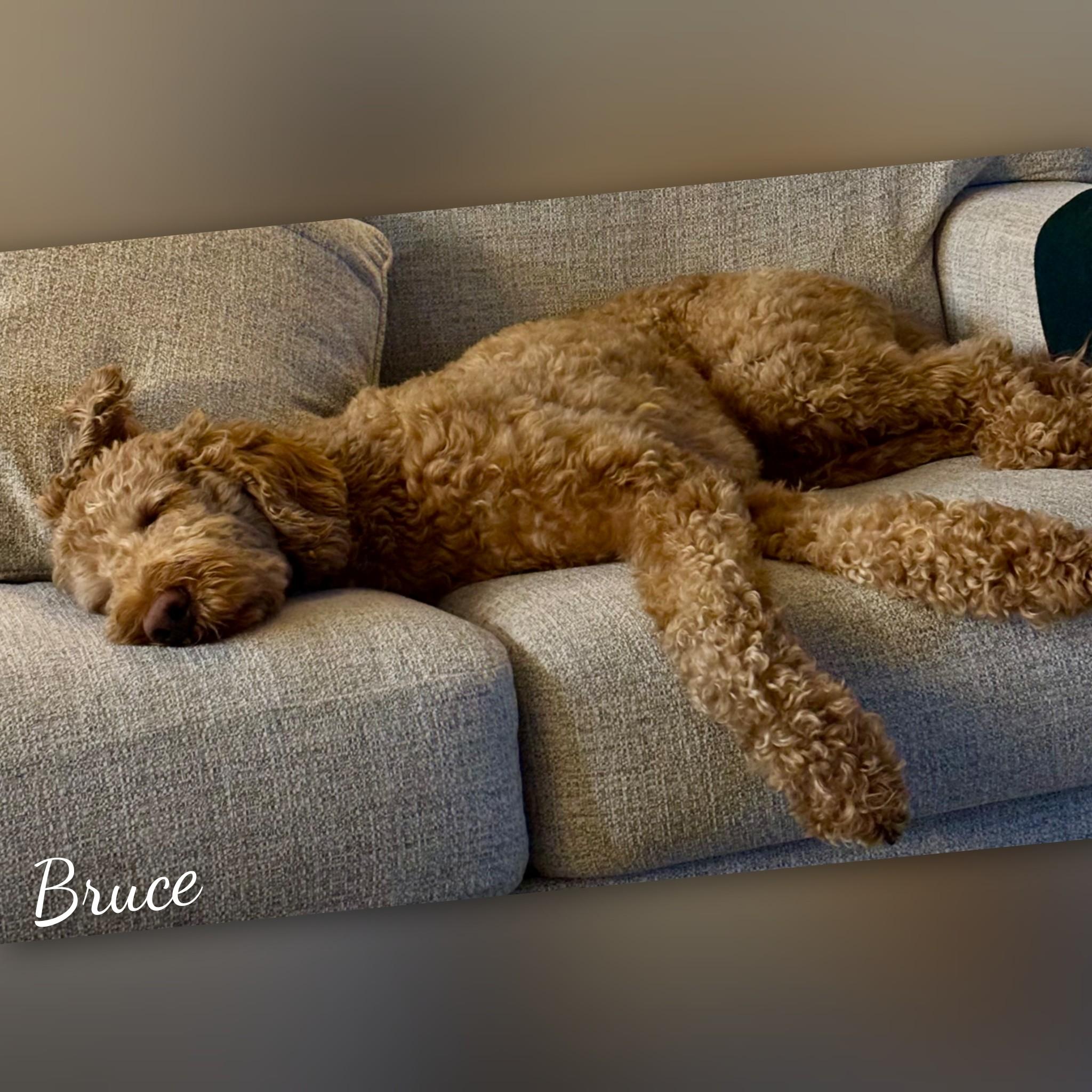 Enlarge Bruce, an adopted Goldendoodle in Fredericksburg, VA image 5/6