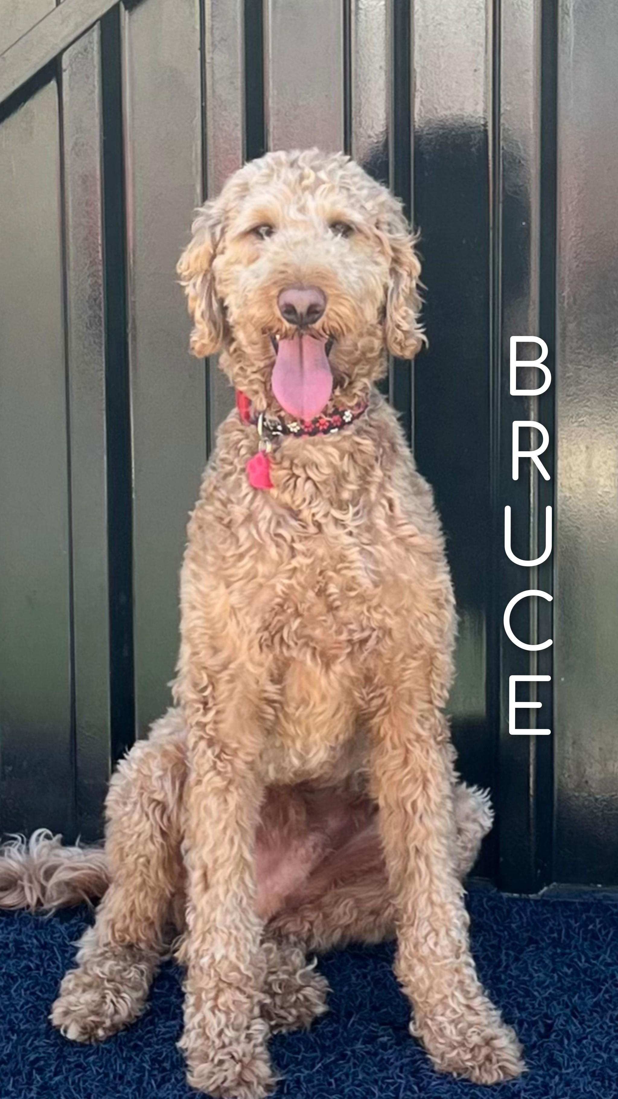 Enlarge Bruce, an adopted Goldendoodle in Fredericksburg, VA image 2/6