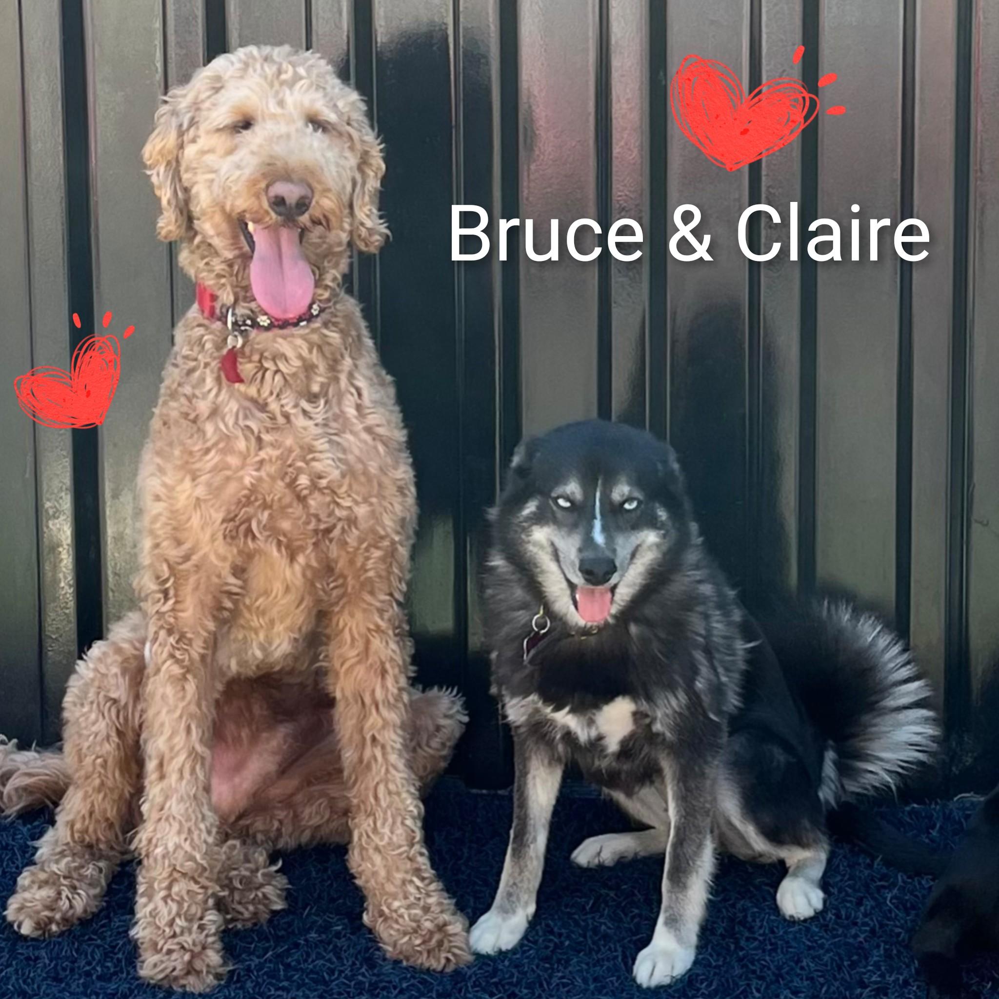Enlarge Bruce, an adopted Goldendoodle in Fredericksburg, VA image 4/6