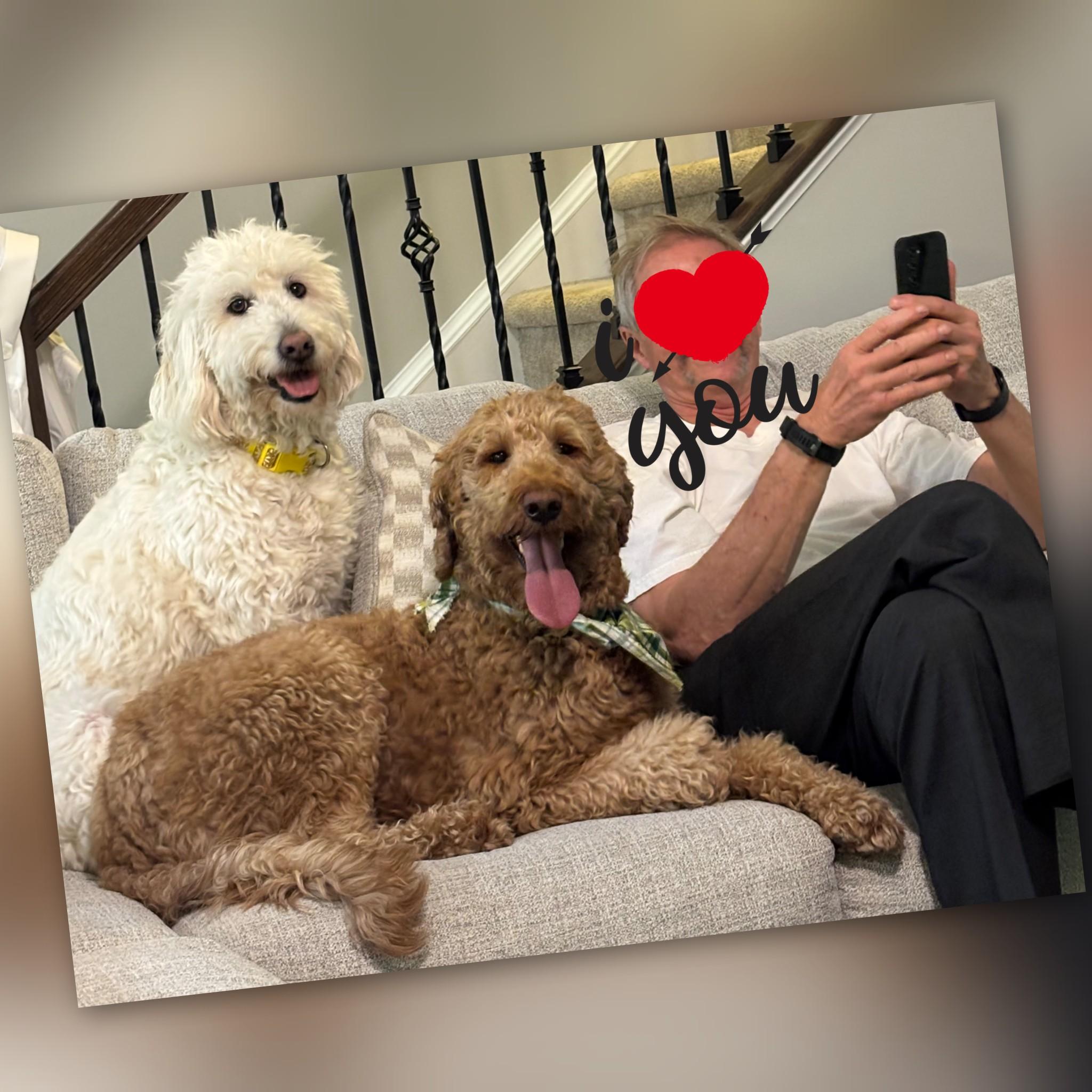 Enlarge Bruce, an adopted Goldendoodle in Fredericksburg, VA image 3/6