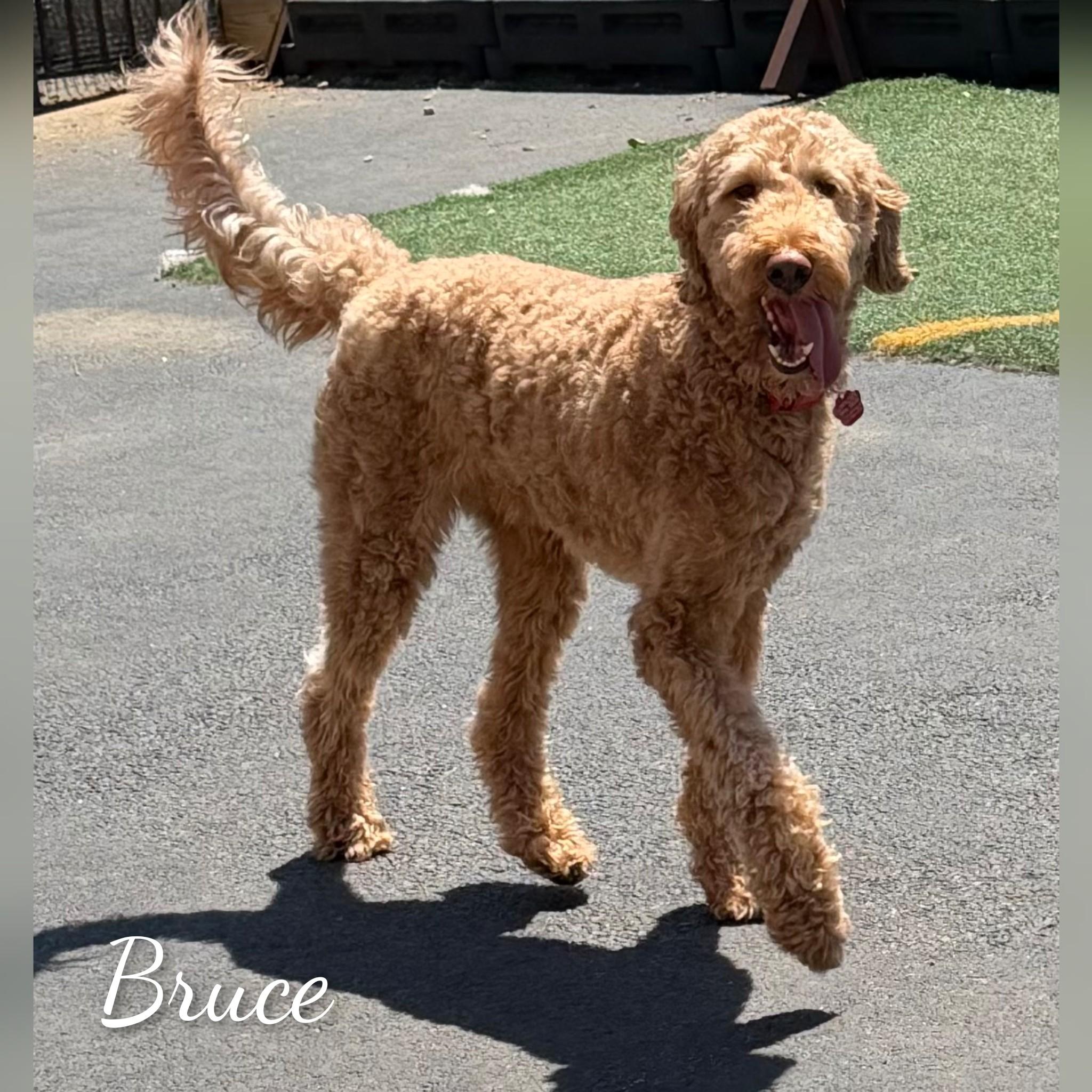 Enlarge Bruce, an adopted Goldendoodle in Fredericksburg, VA image 6/6