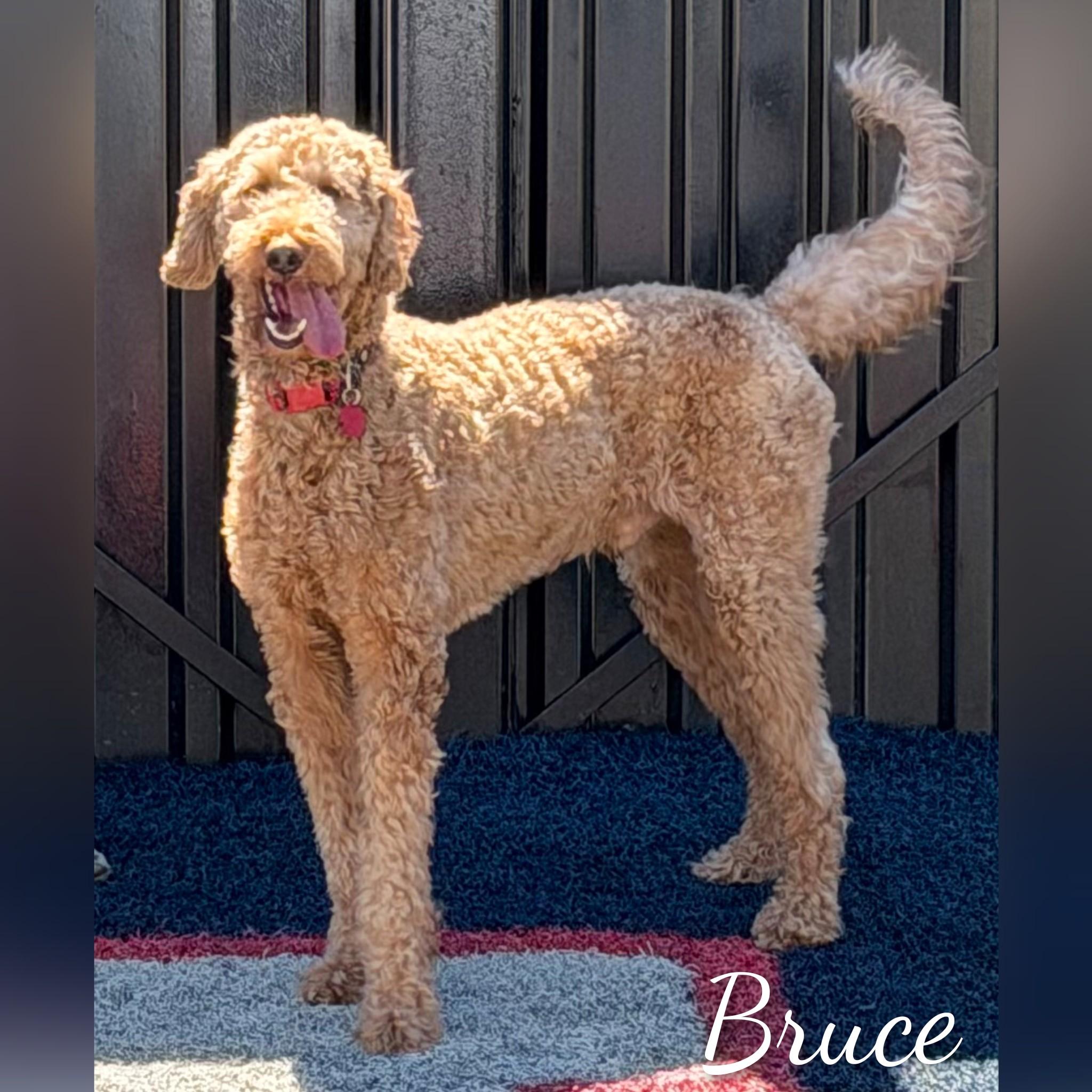 Enlarge Bruce, an adopted Goldendoodle in Fredericksburg, VA image 1/6