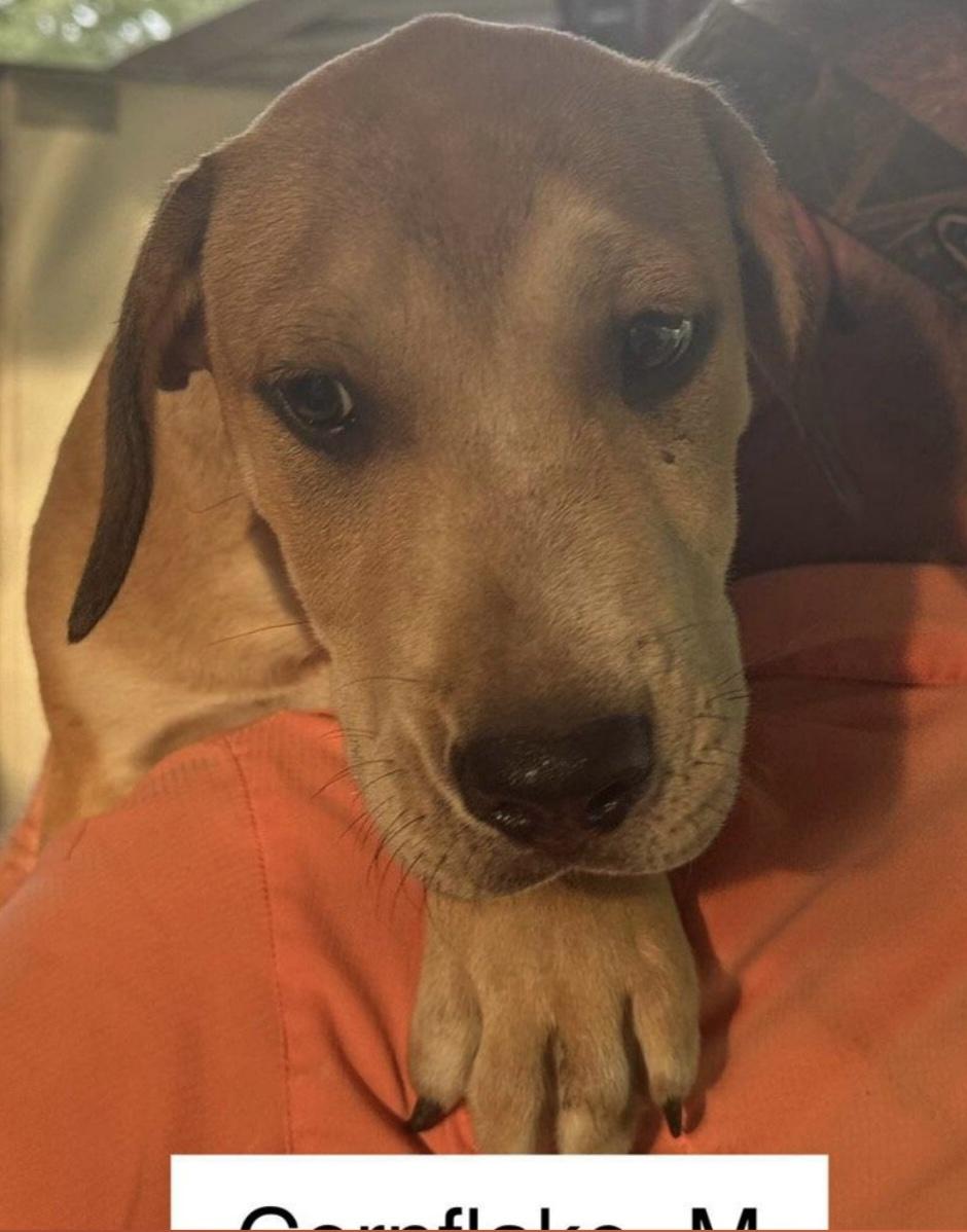Cornflake, Baby Male Hound