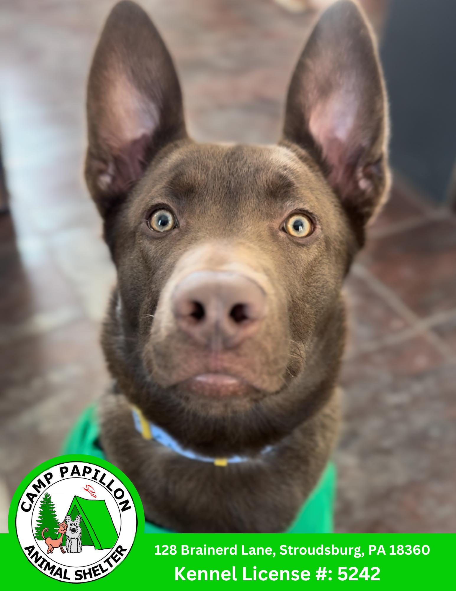 Enlarge Jinu, a Adoptable mixed breed in Stroudsburg, PA image 1/1