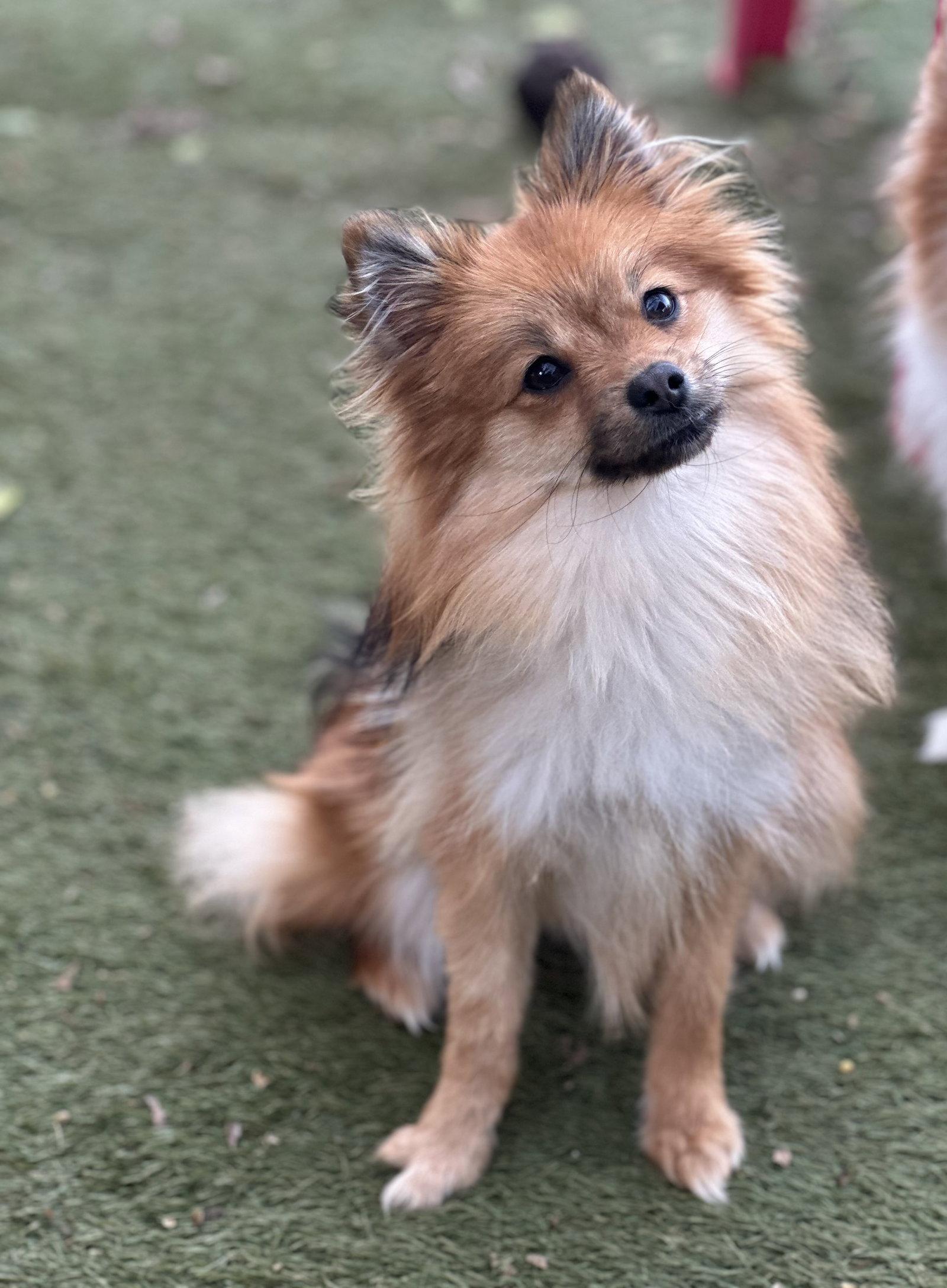 Enlarge Minnie, a Adopted Pomeranian in Garland, TX image 1/3