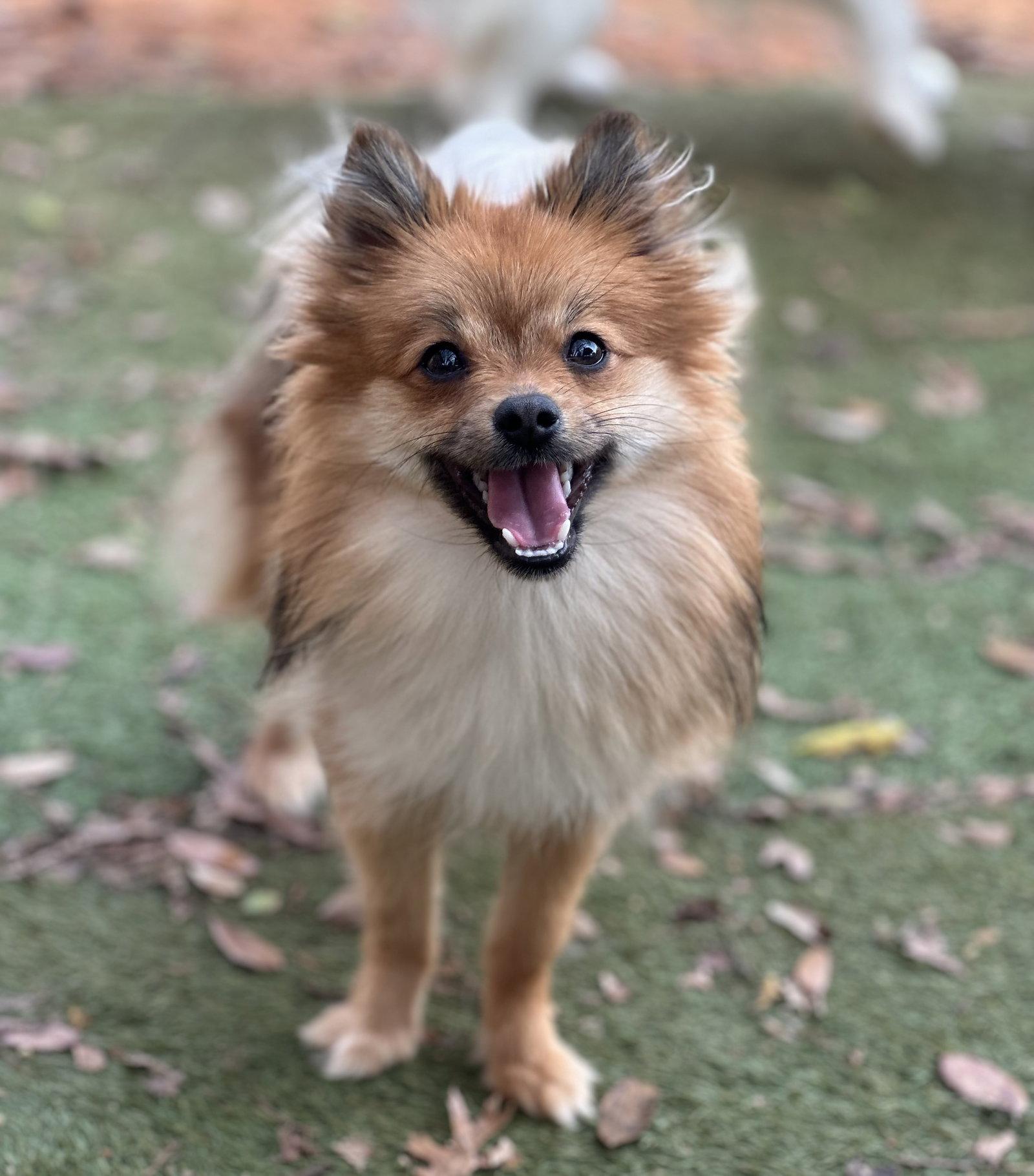 Enlarge Minnie, a Adopted Pomeranian in Garland, TX image 2/3