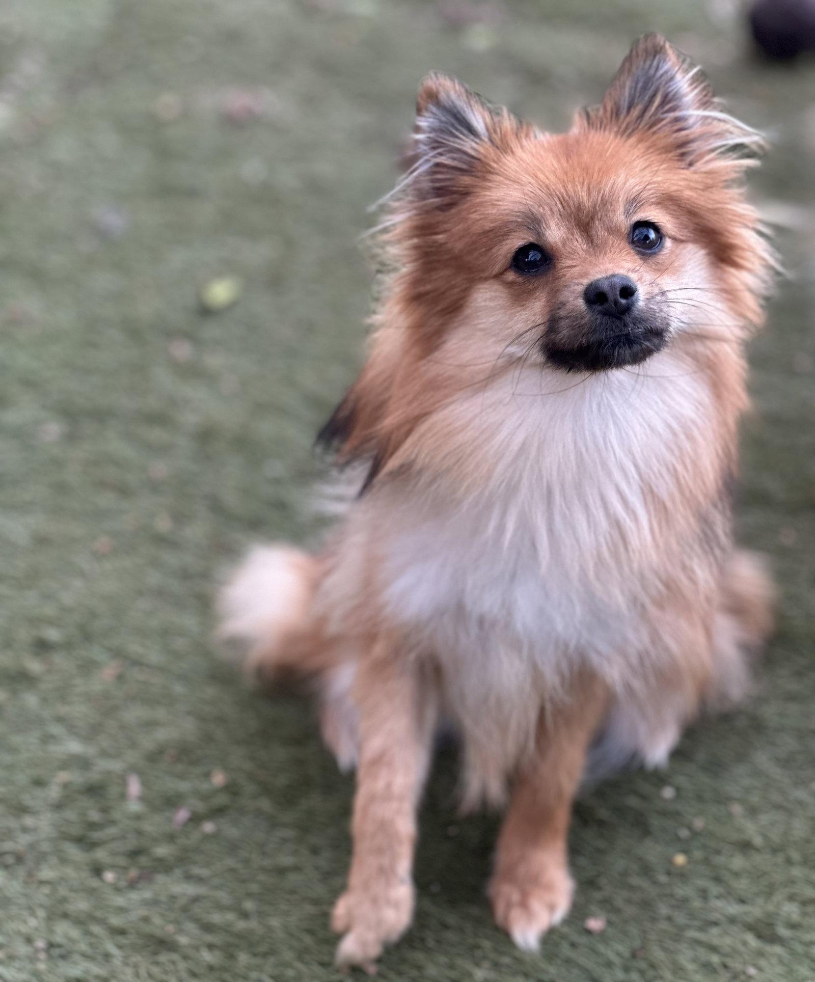 Enlarge Minnie, a Adopted Pomeranian in Garland, TX image 3/3