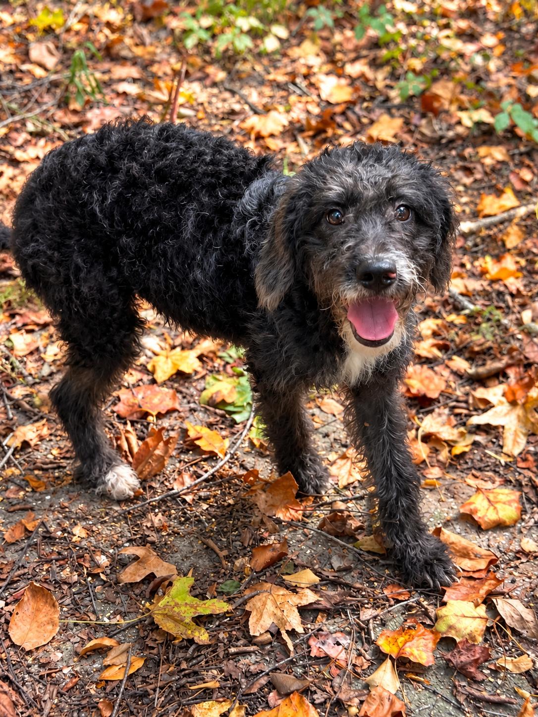 Kirk, Adoptable, Puppy Male Poodle & Terrier.