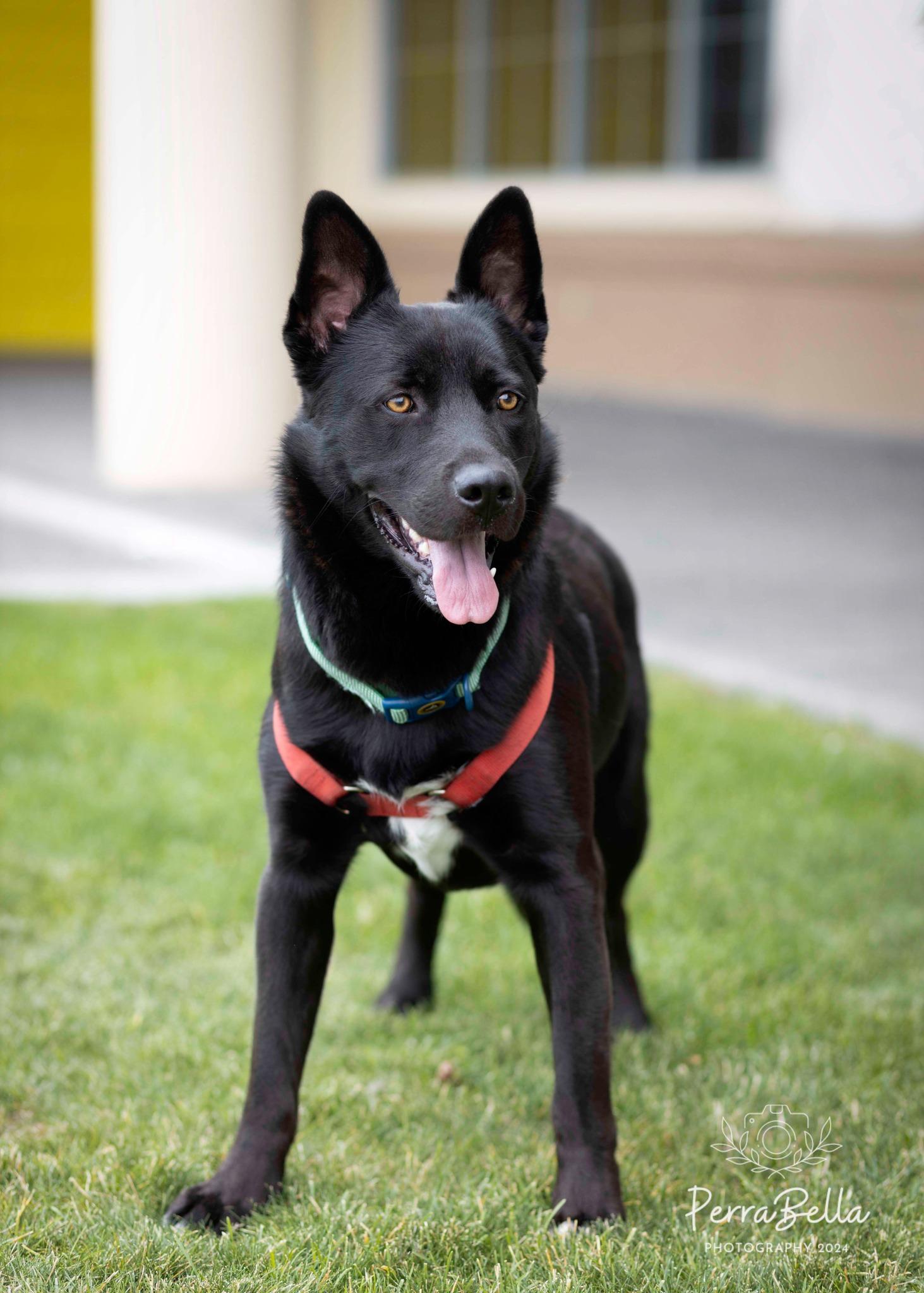 Enlarge Bear, a Adoptable German Shepherd Dog in West Richland, WA image 1/6