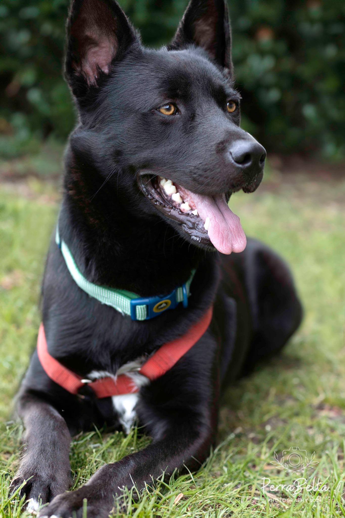 Enlarge Bear, a Adoptable German Shepherd Dog in West Richland, WA image 2/6