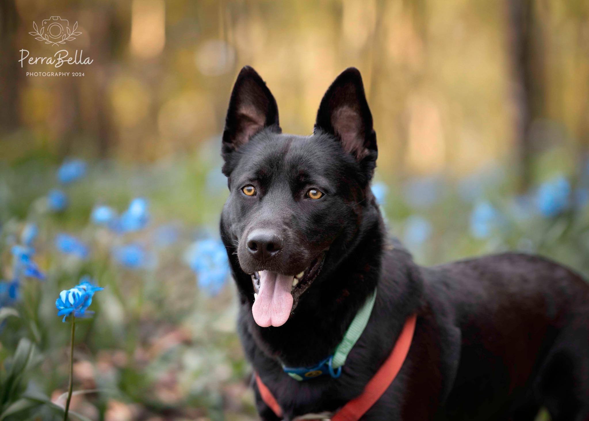 Enlarge Bear, a Adoptable German Shepherd Dog in West Richland, WA image 3/6