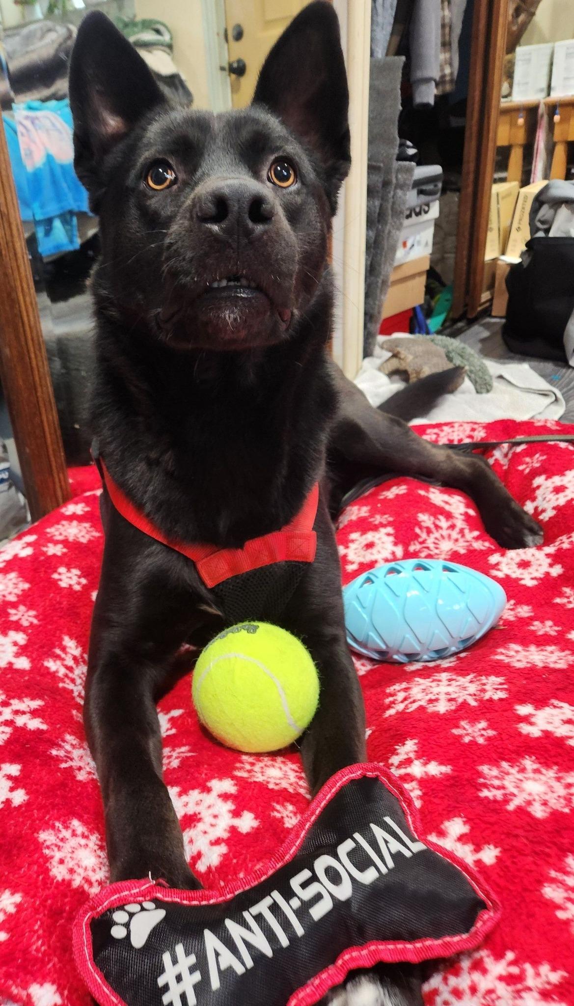 Enlarge Bear, a Adoptable German Shepherd Dog in West Richland, WA image 5/6