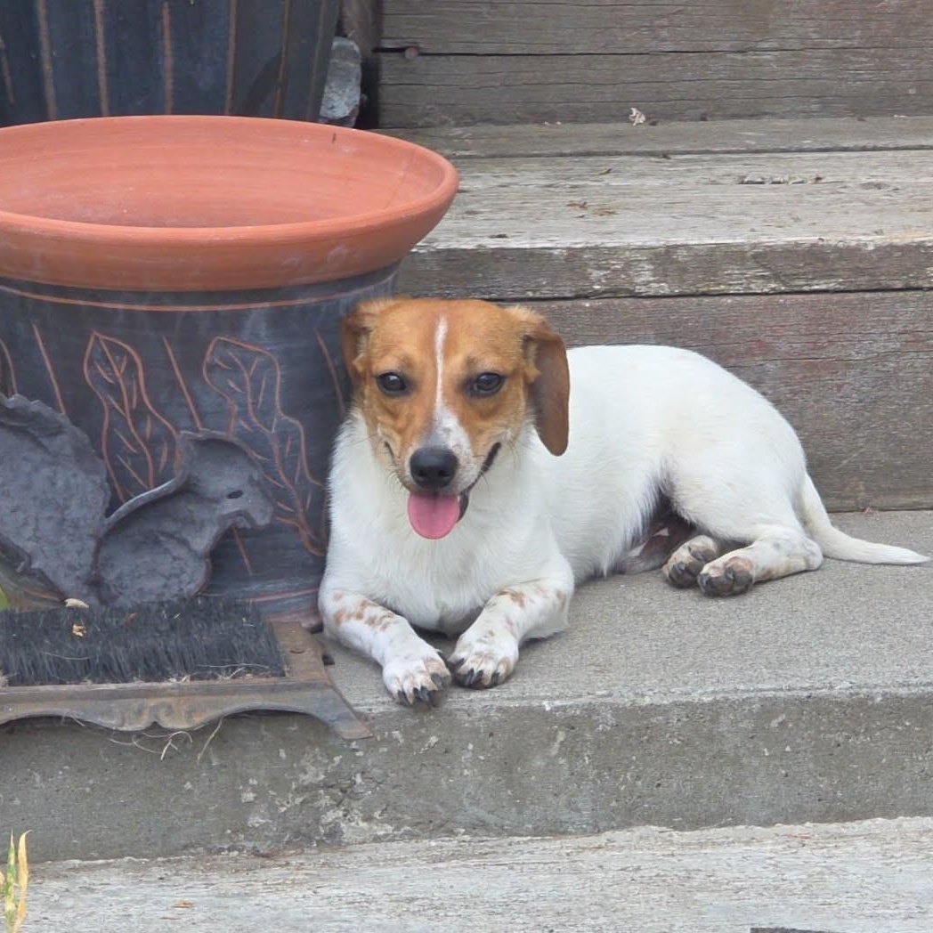 Mister, an adoptable Dachshund in Oroville, WA, 98844 | Photo Image 2