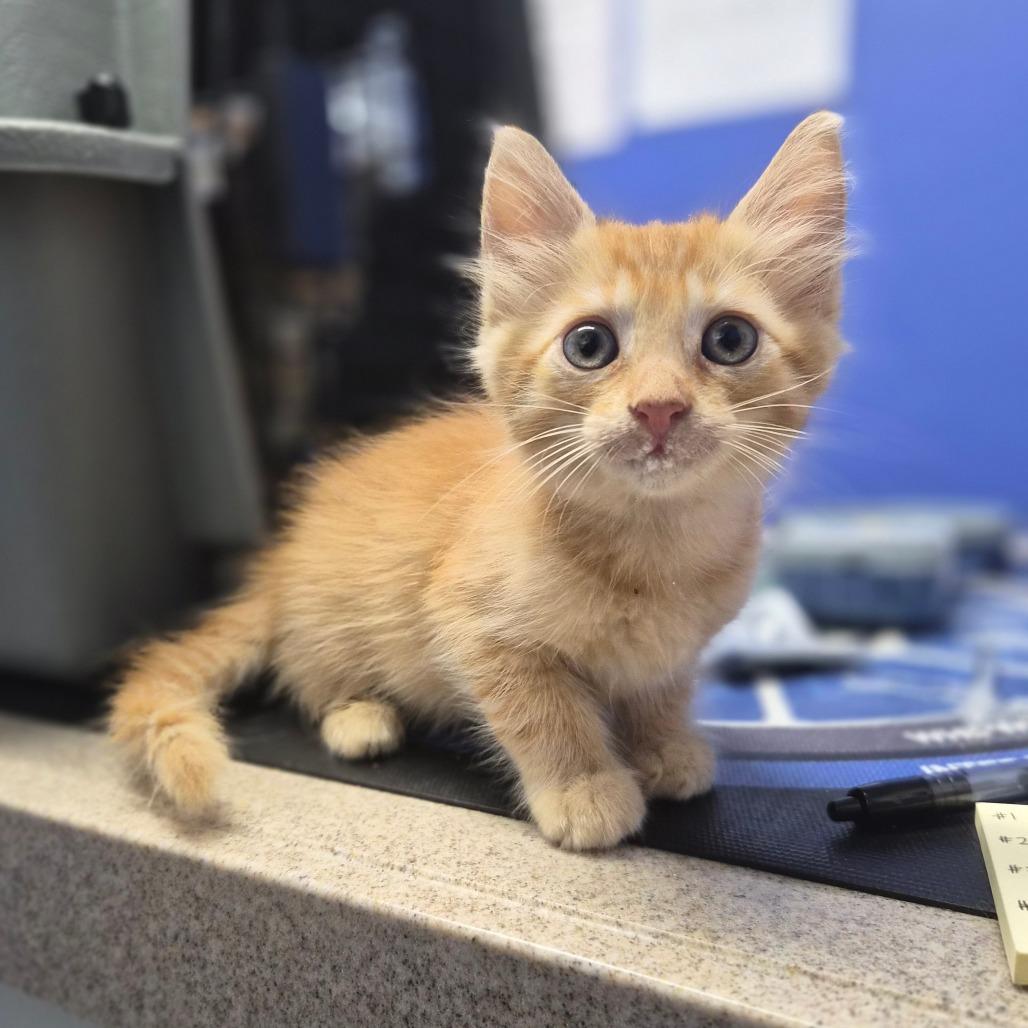 Enlarge Sol Ruca, a Adoptable Domestic Long Hair in Wahiawa, HI image 1/1