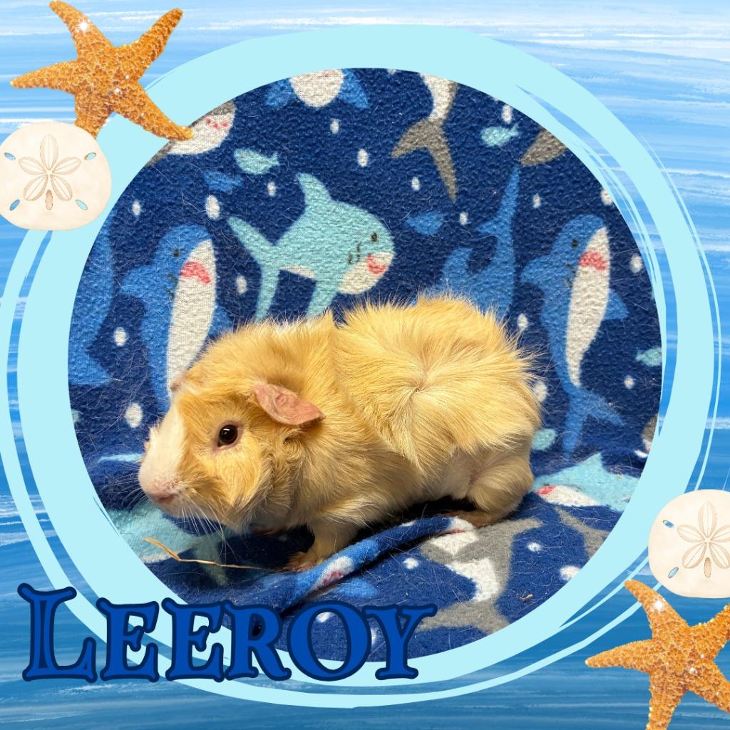 Leeroy, Adoptable, Young Male Guinea Pig.