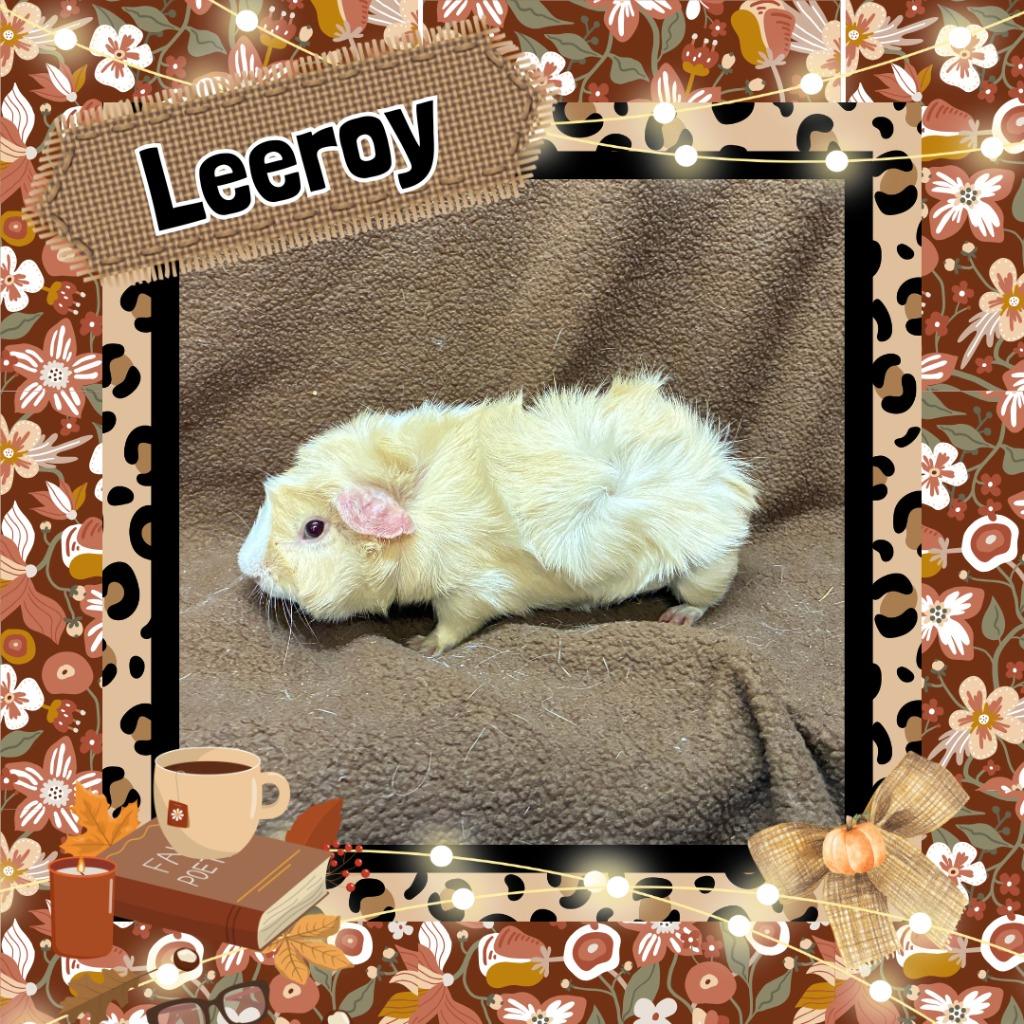 Enlarge Leeroy, a Adoptable Guinea Pig in Elizabethtown, KY image 2/2