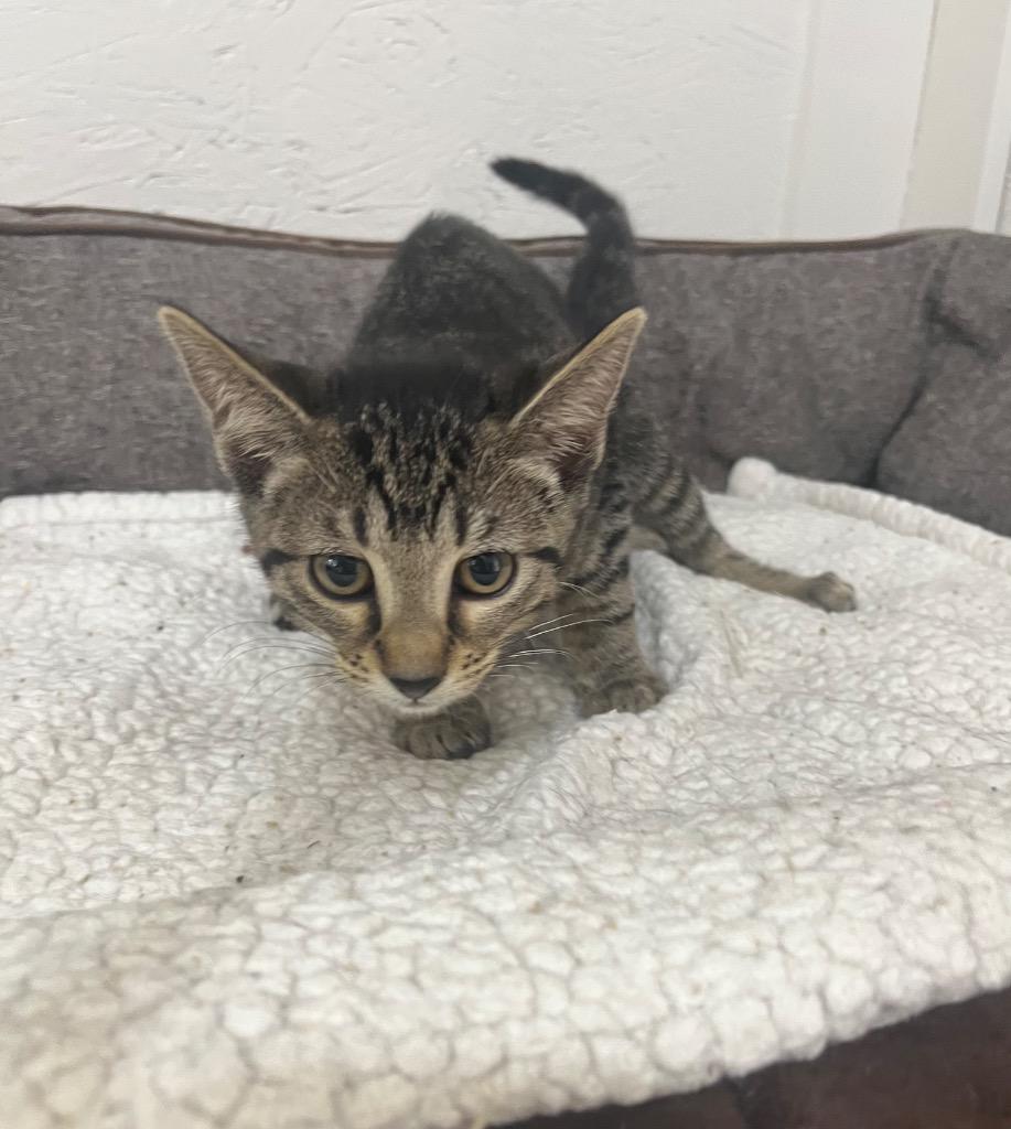 Enlarge Winter, a Adoptable mixed breed in Kell, IL image 1/1