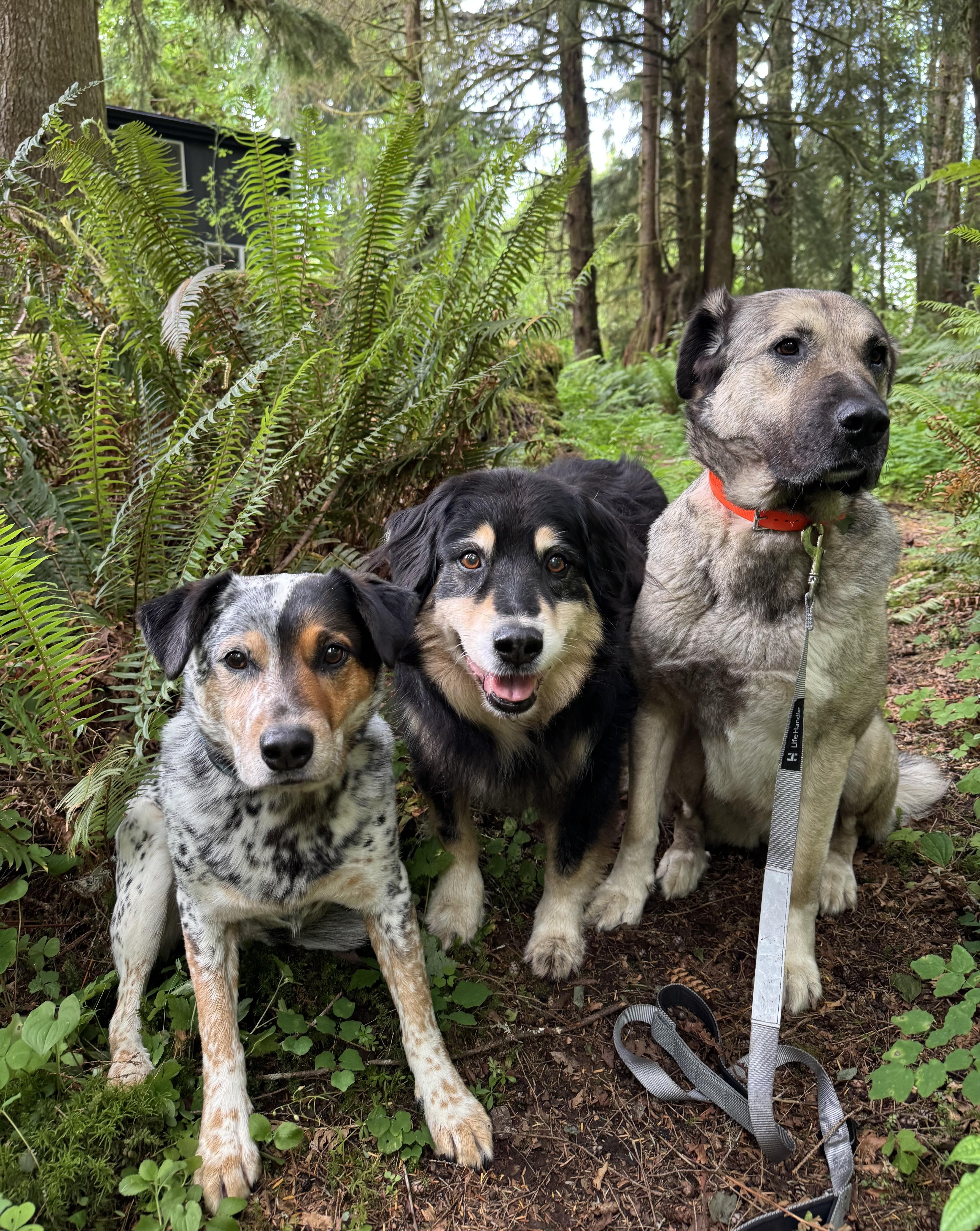 Enlarge Casey, a ADOPTABLE mixed breed in Cathlamet, WA image 4/6