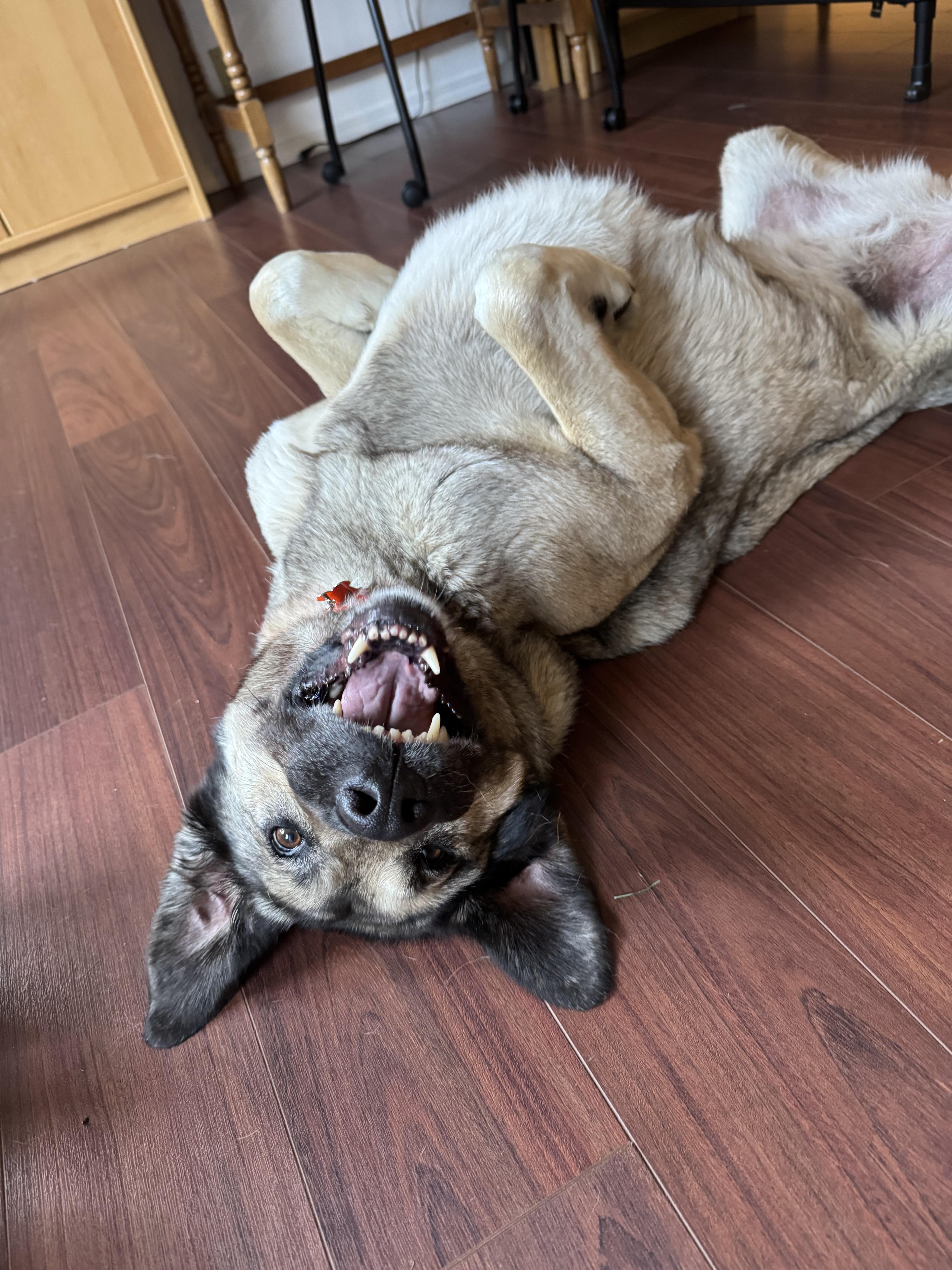 Casey, ADOPTABLE, Young Female Anatolian Shepherd.