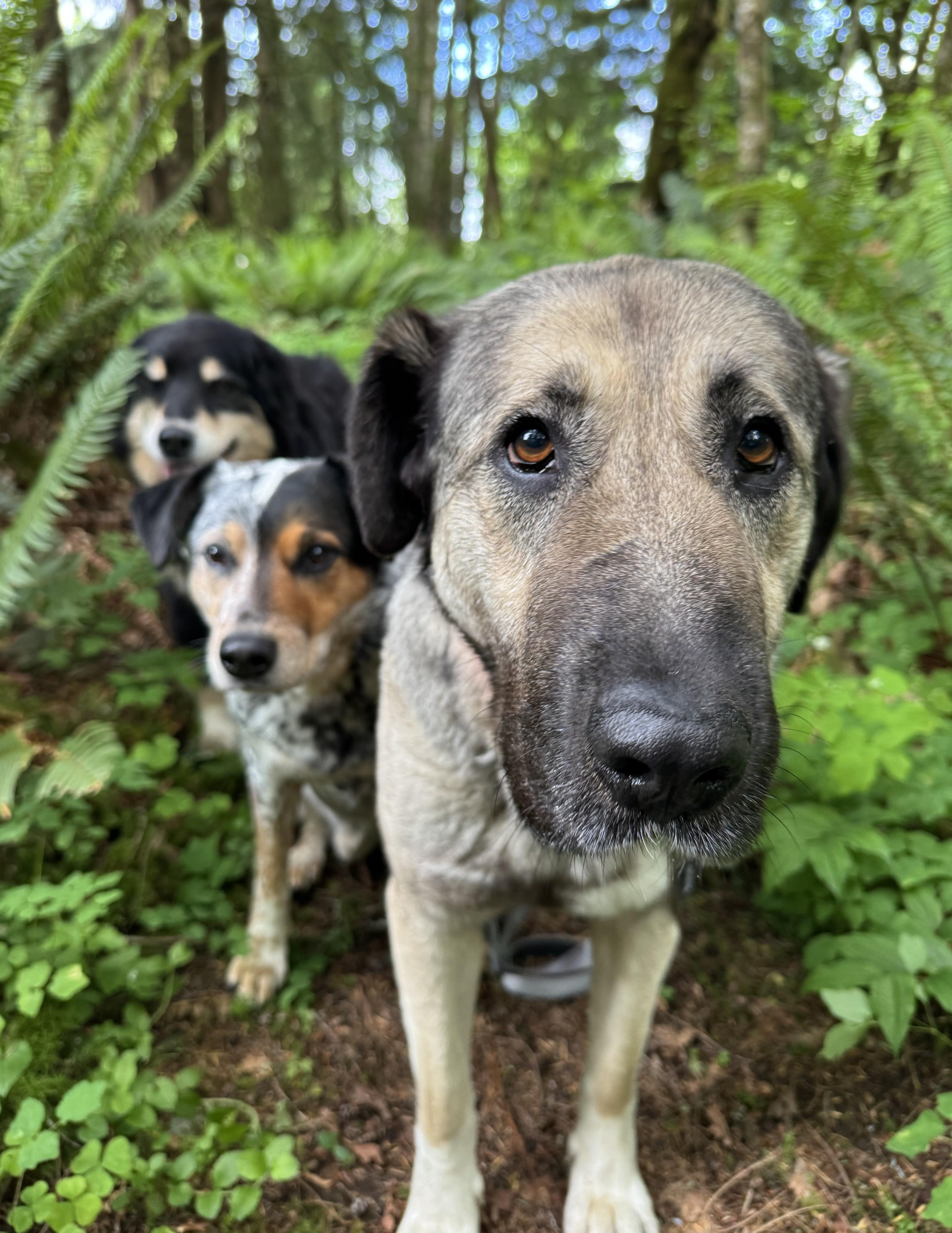 Enlarge Casey, a ADOPTABLE mixed breed in Cathlamet, WA image 3/6