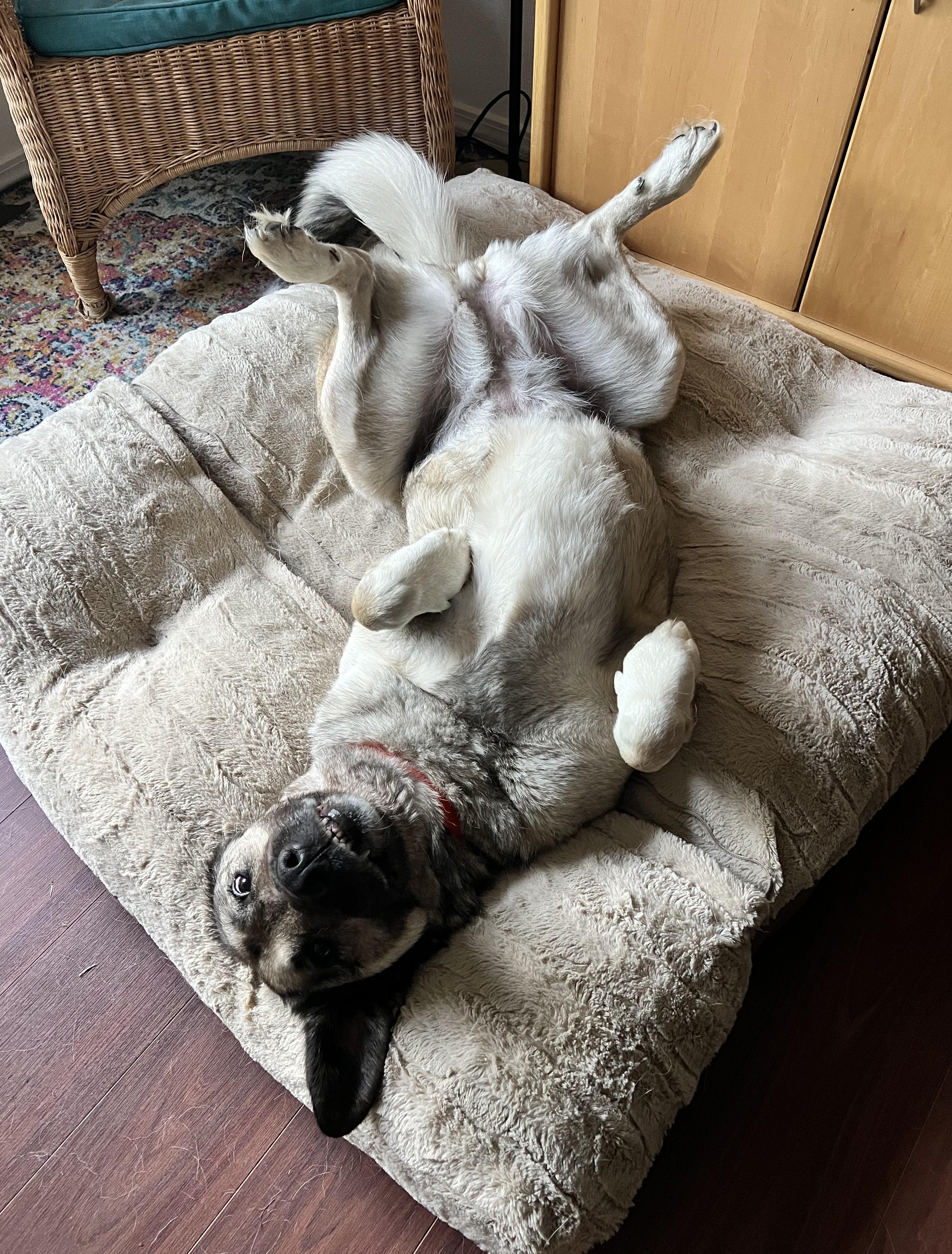 Enlarge Casey, a ADOPTABLE mixed breed in Cathlamet, WA image 6/6