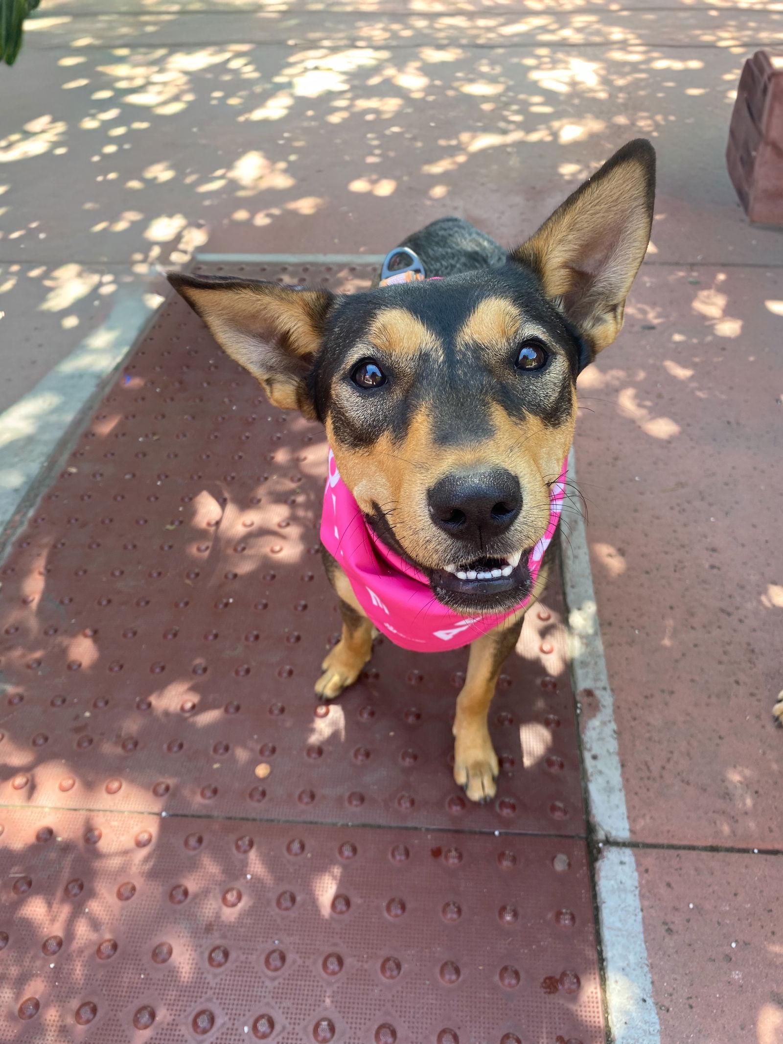 Toph, Adoptable, Puppy Female Shepherd.